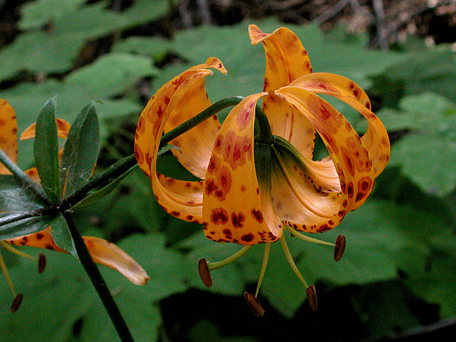 Lilium pardalinum ssp. pardalinum; Photo # 31
by Kenneth L. Bowles