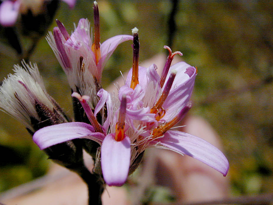 Acourtia microcephala; Photo # 43
by Kenneth L. Bowles