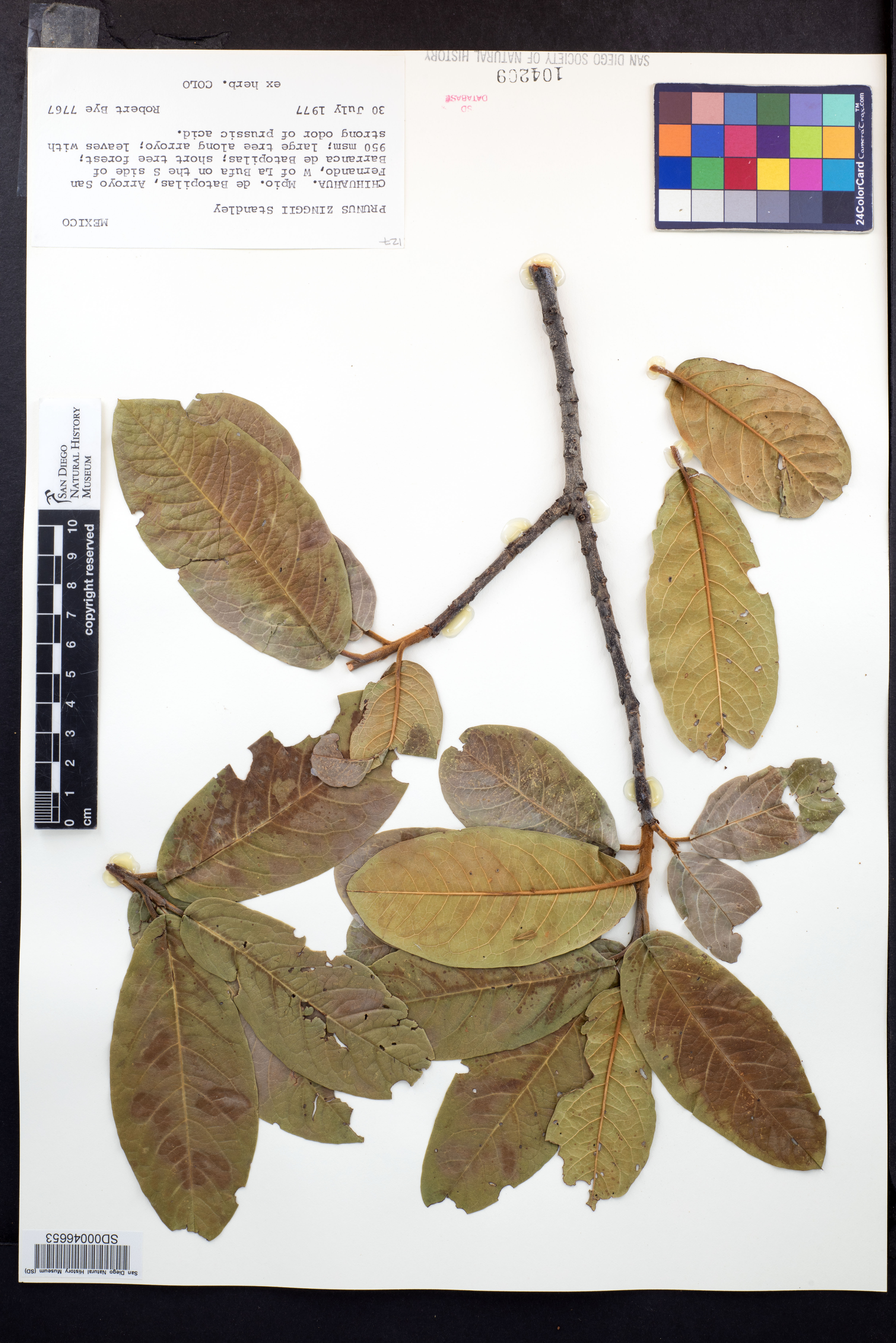 Prunus zinggii image