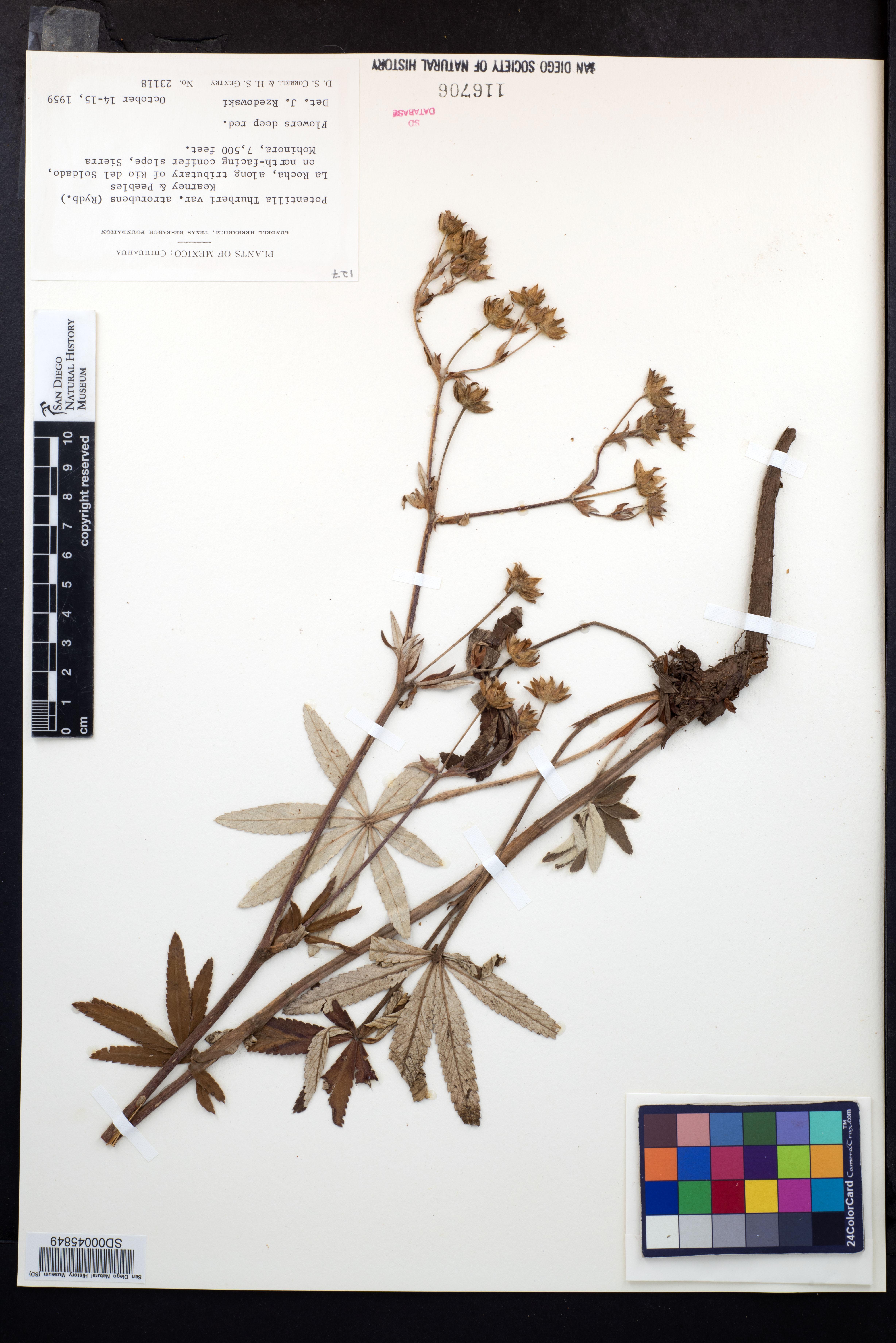 Potentilla thurberi var. atrorubens image