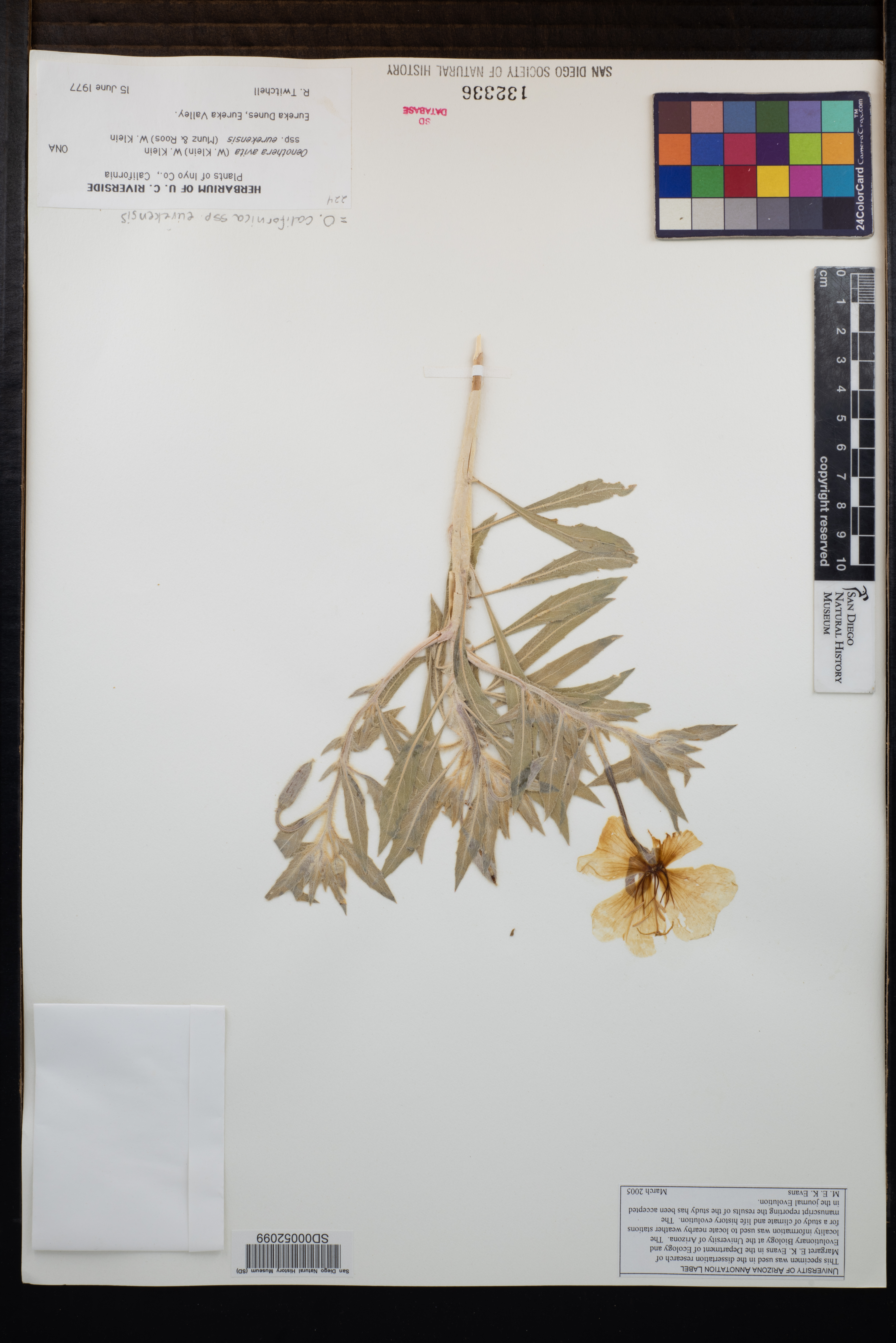 Oenothera californica subsp. eurekensis image