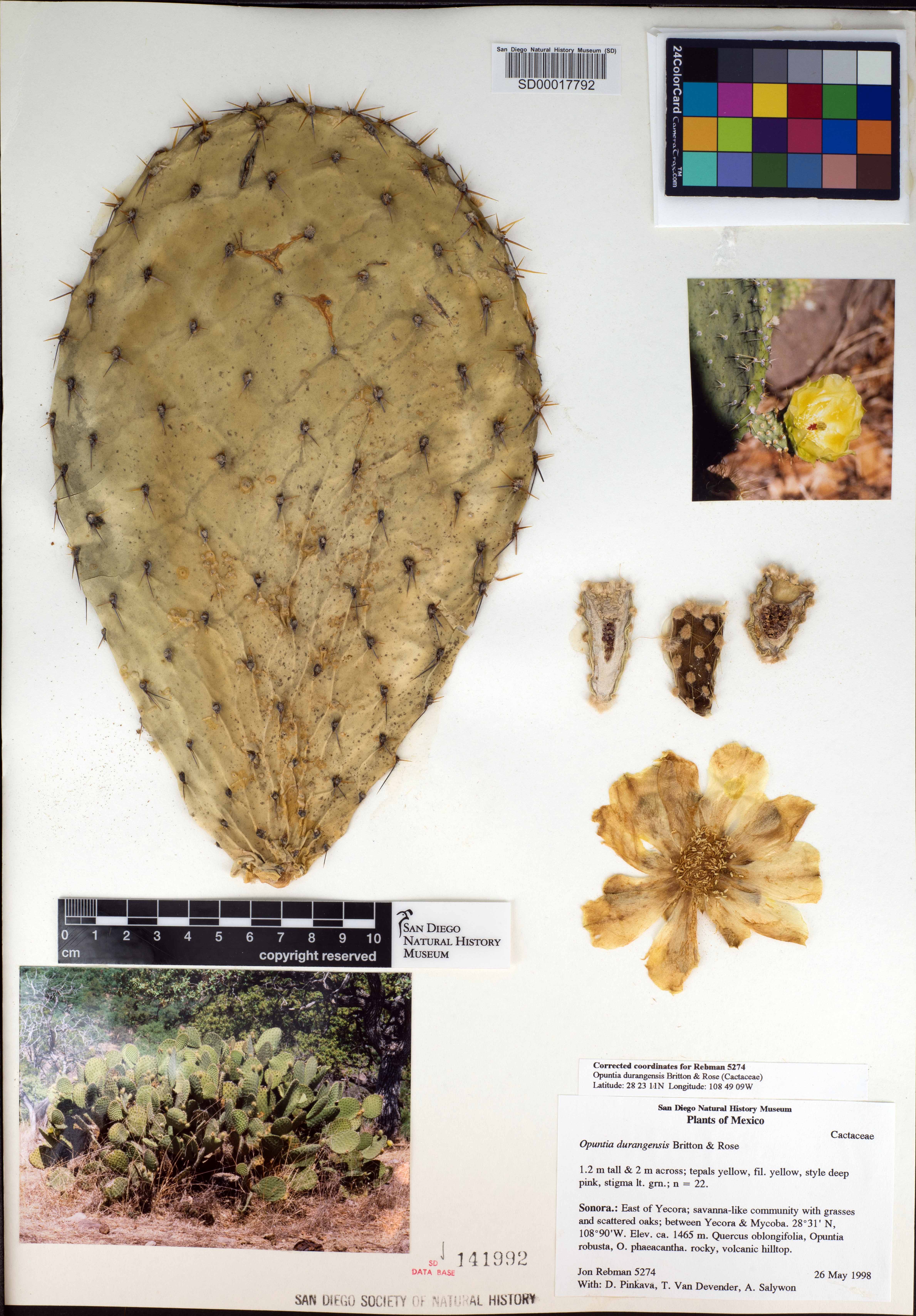 Opuntia leucotricha image