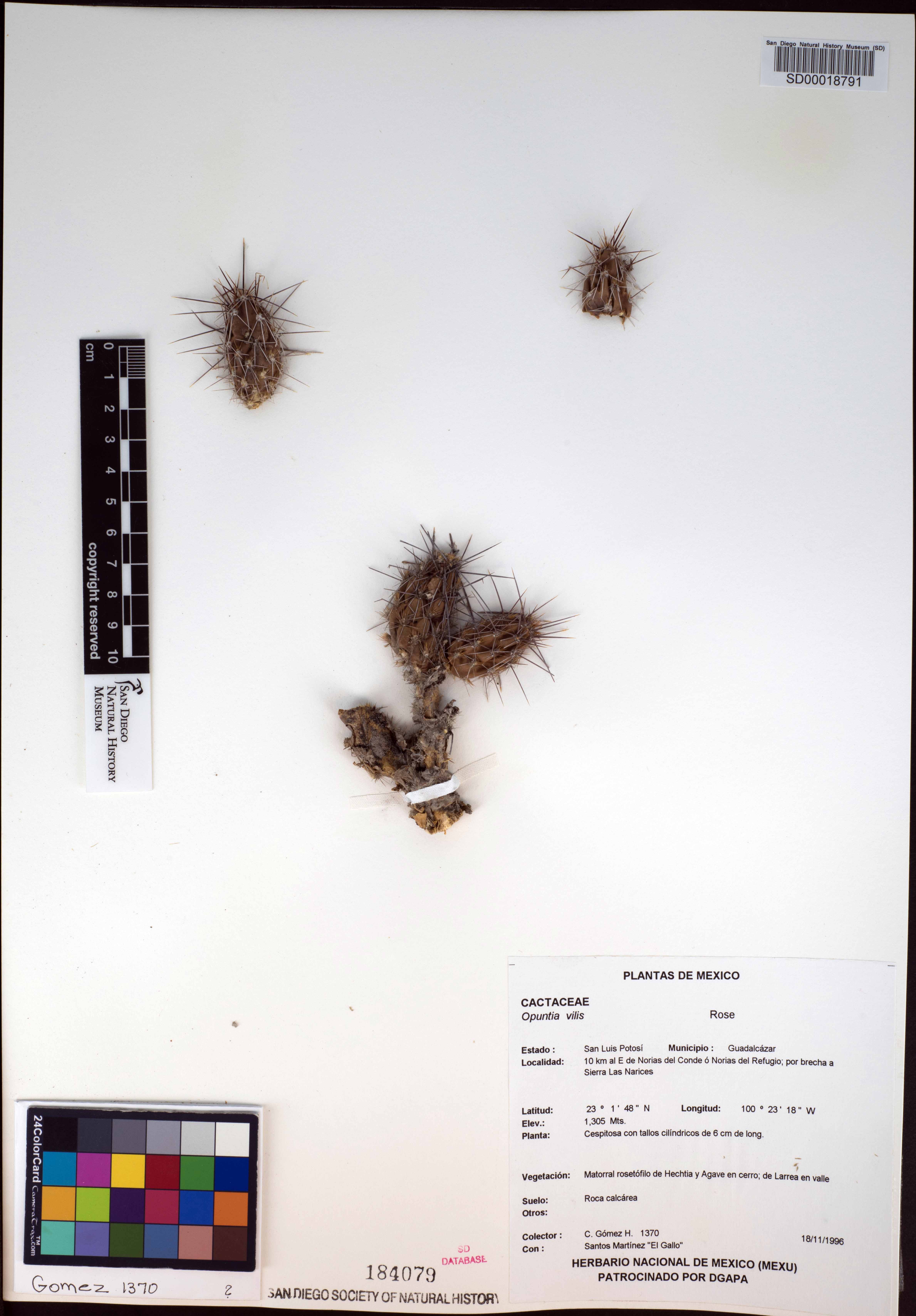 Corynopuntia vilis image