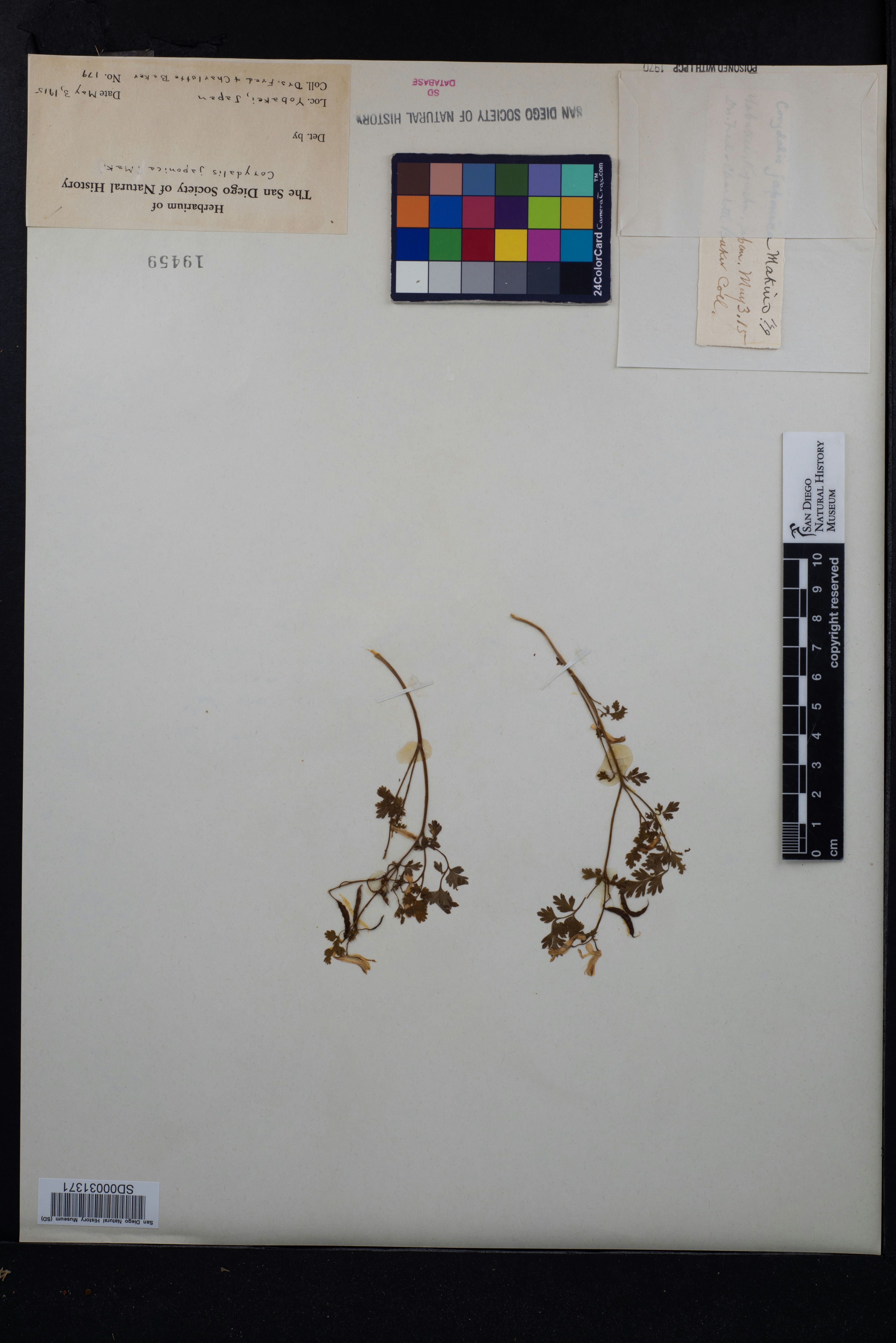 Corydalis japonica image