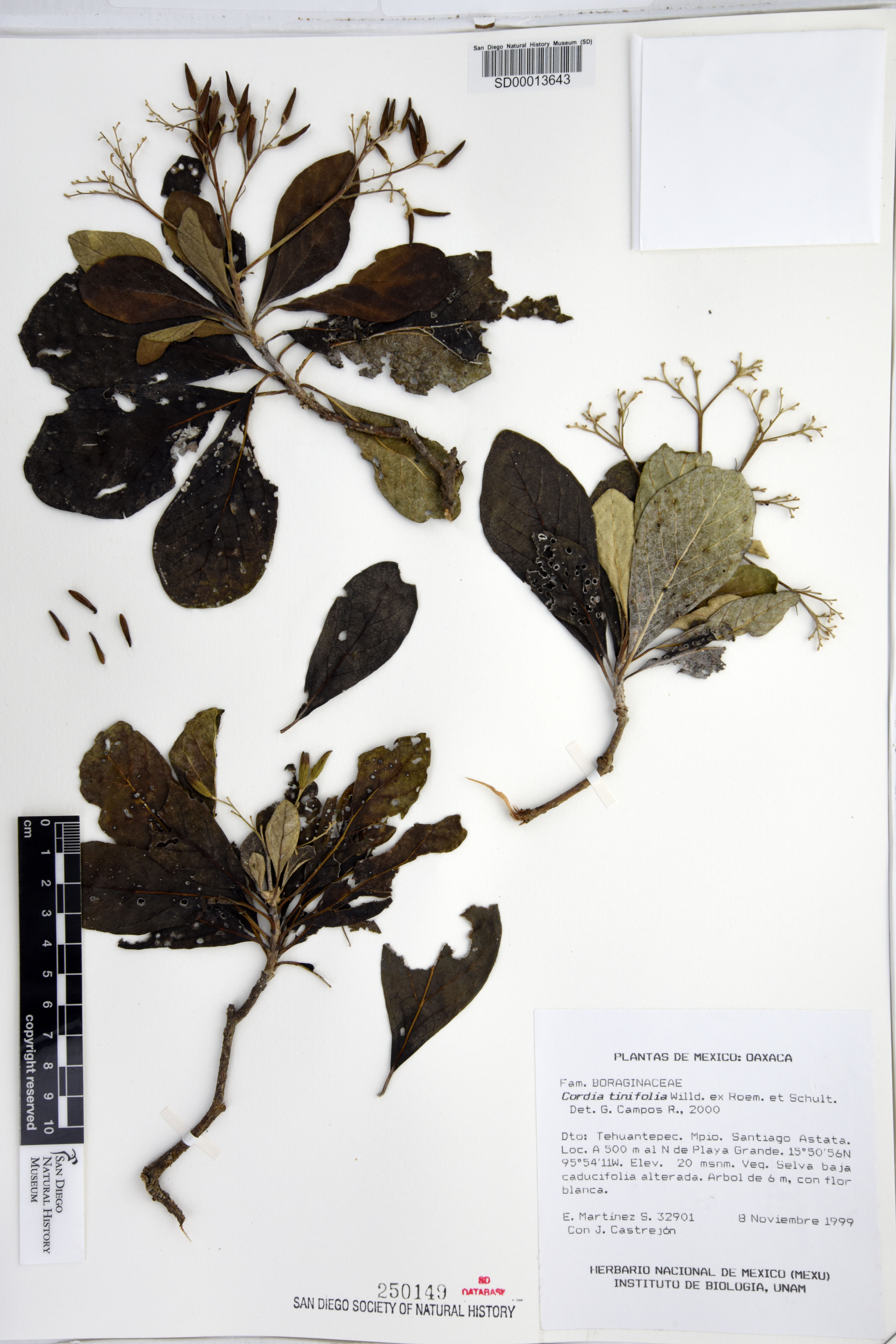 Cordia tinifolia image