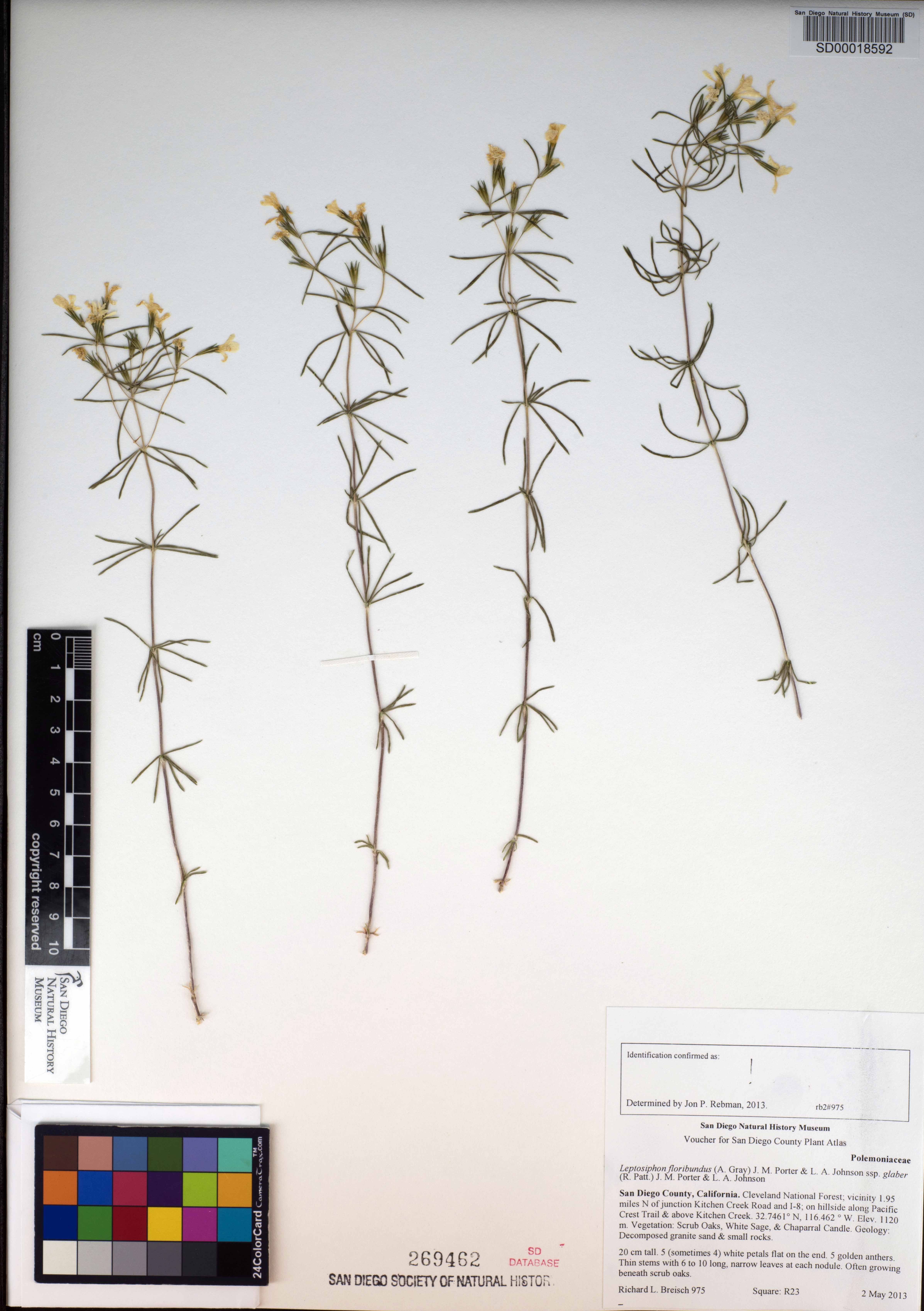 Leptosiphon floribundum subsp. glaber image