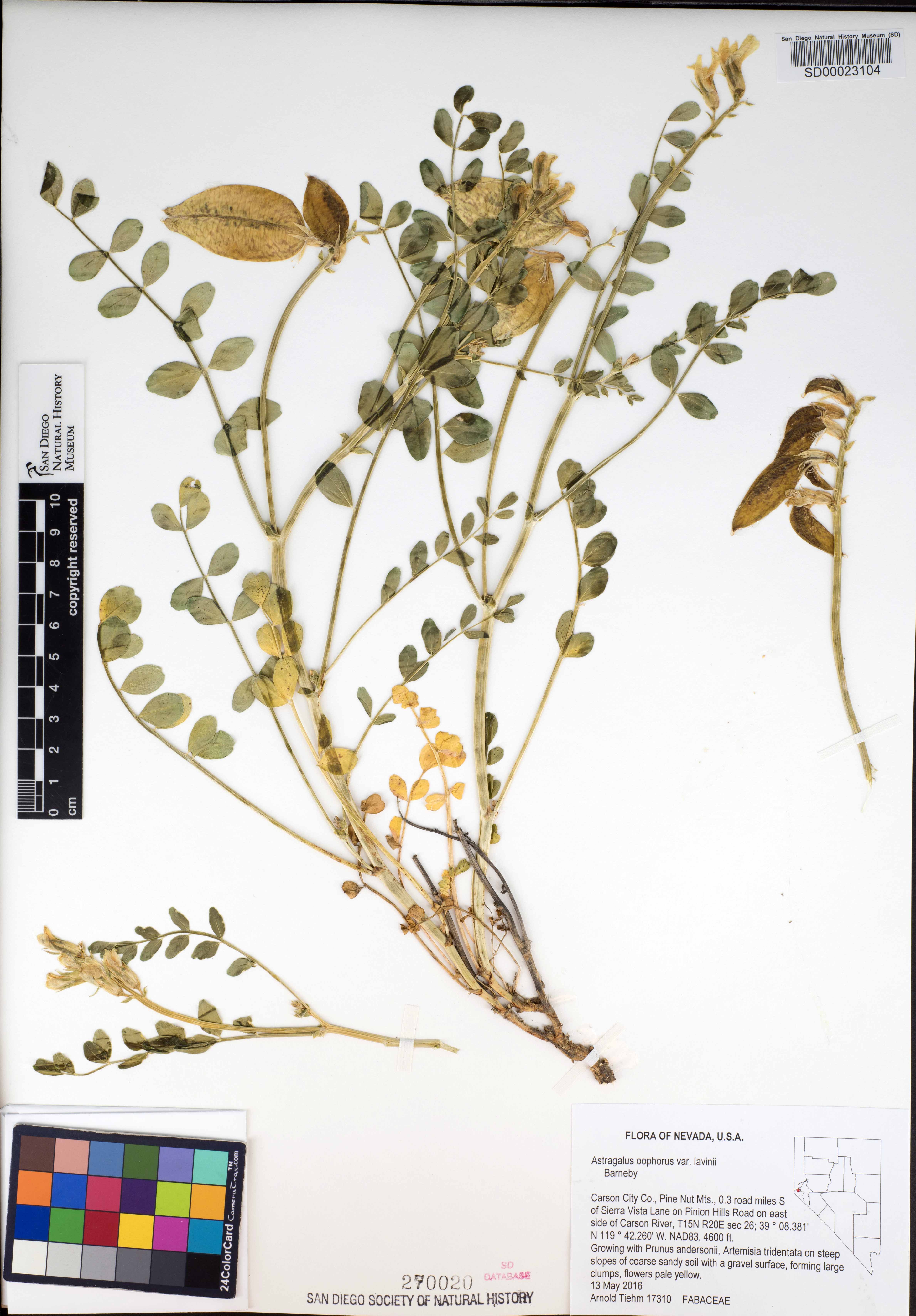 Astragalus oophorus var. lavinii image