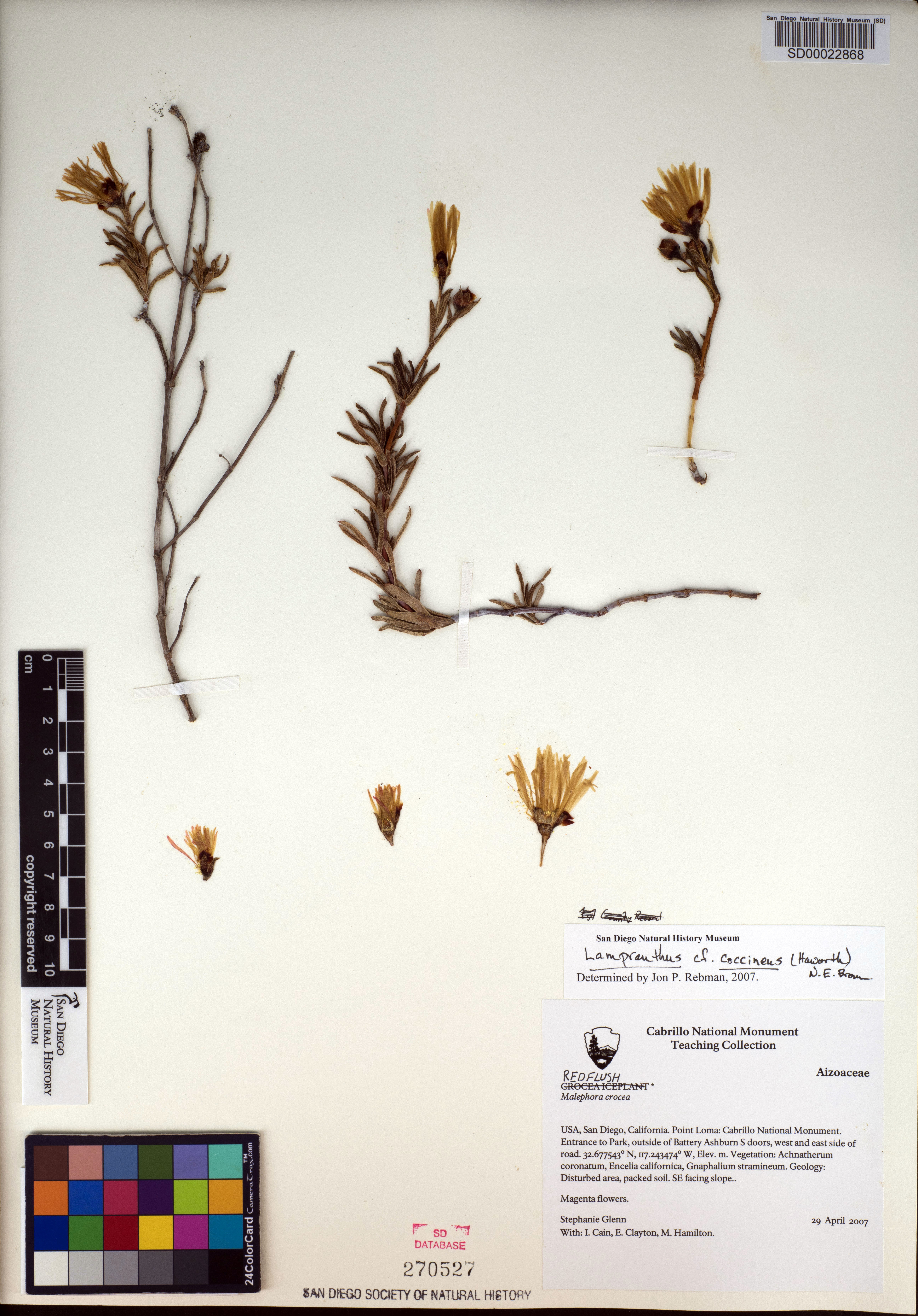 Lampranthus coccineus image