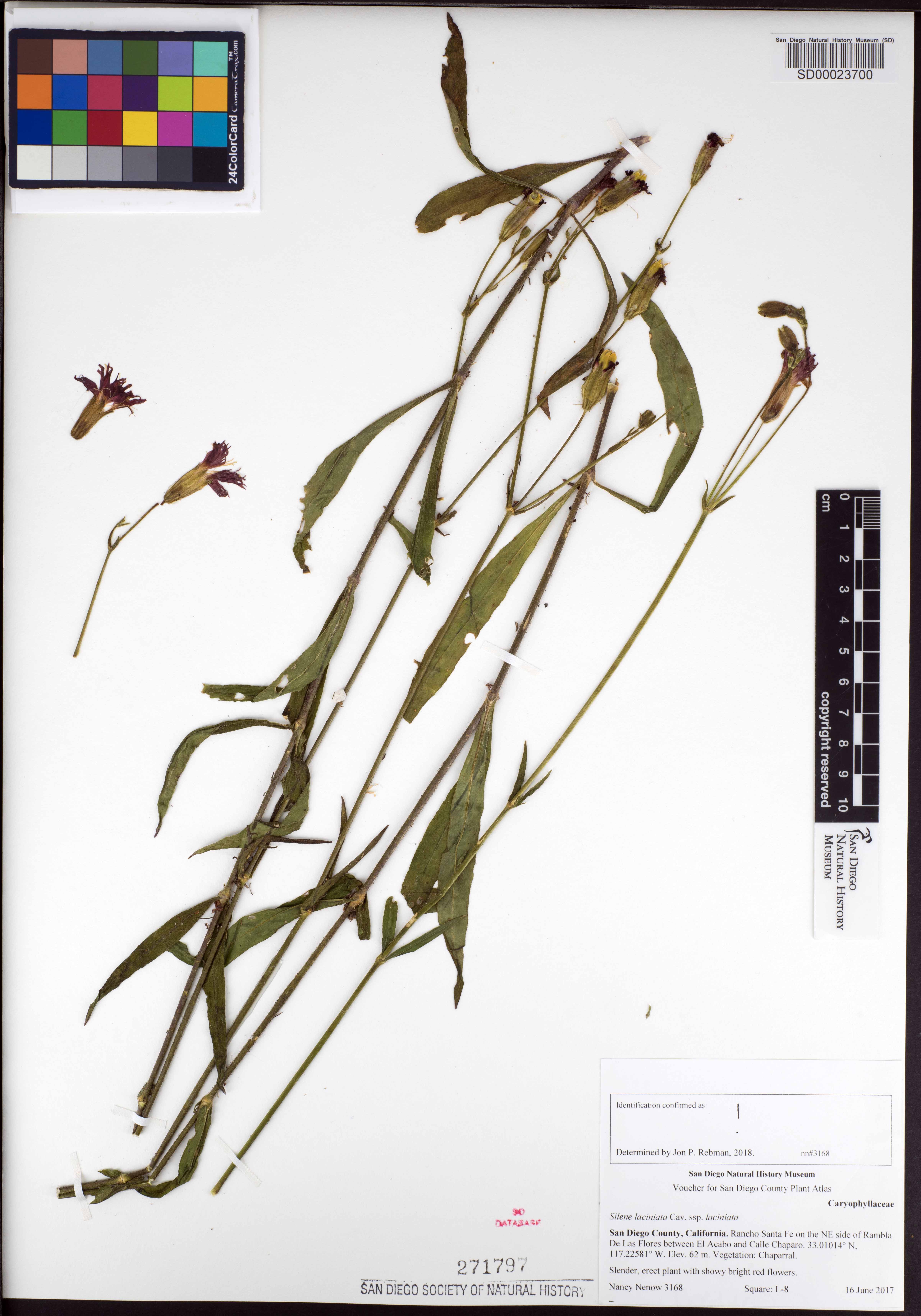 Silene laciniata subsp. laciniata image