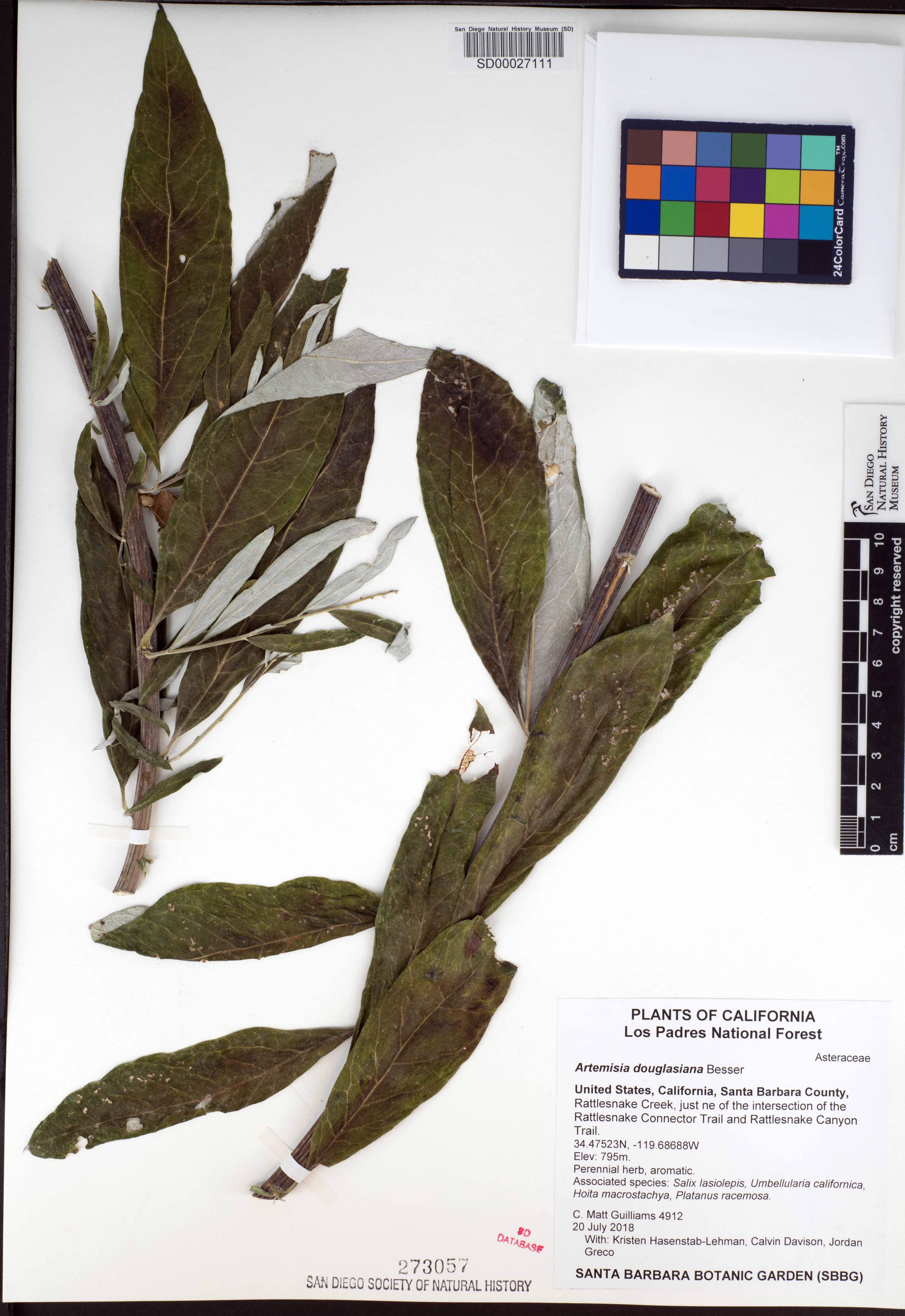 Artemisia douglasiana image