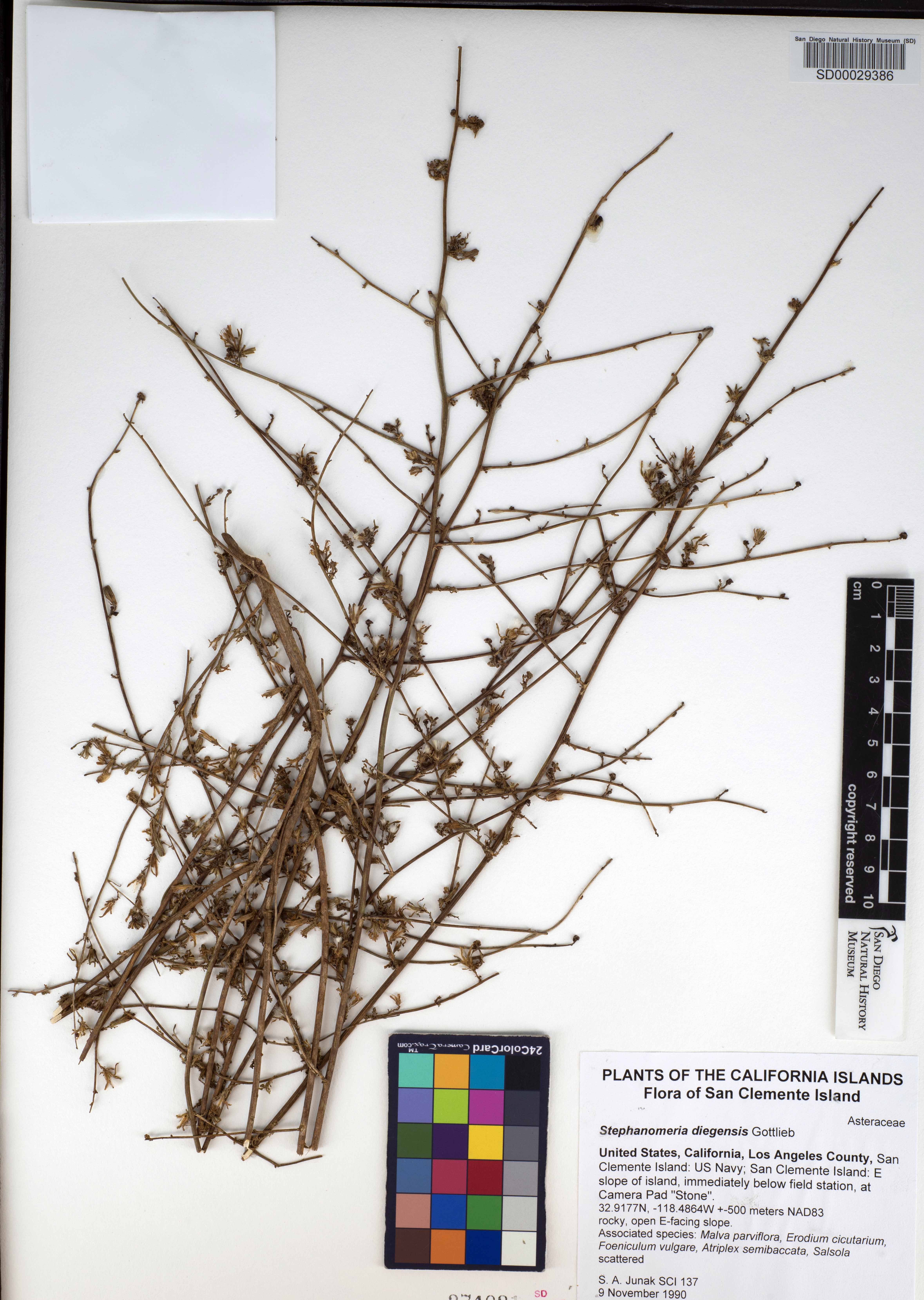 Stephanomeria diegensis image
