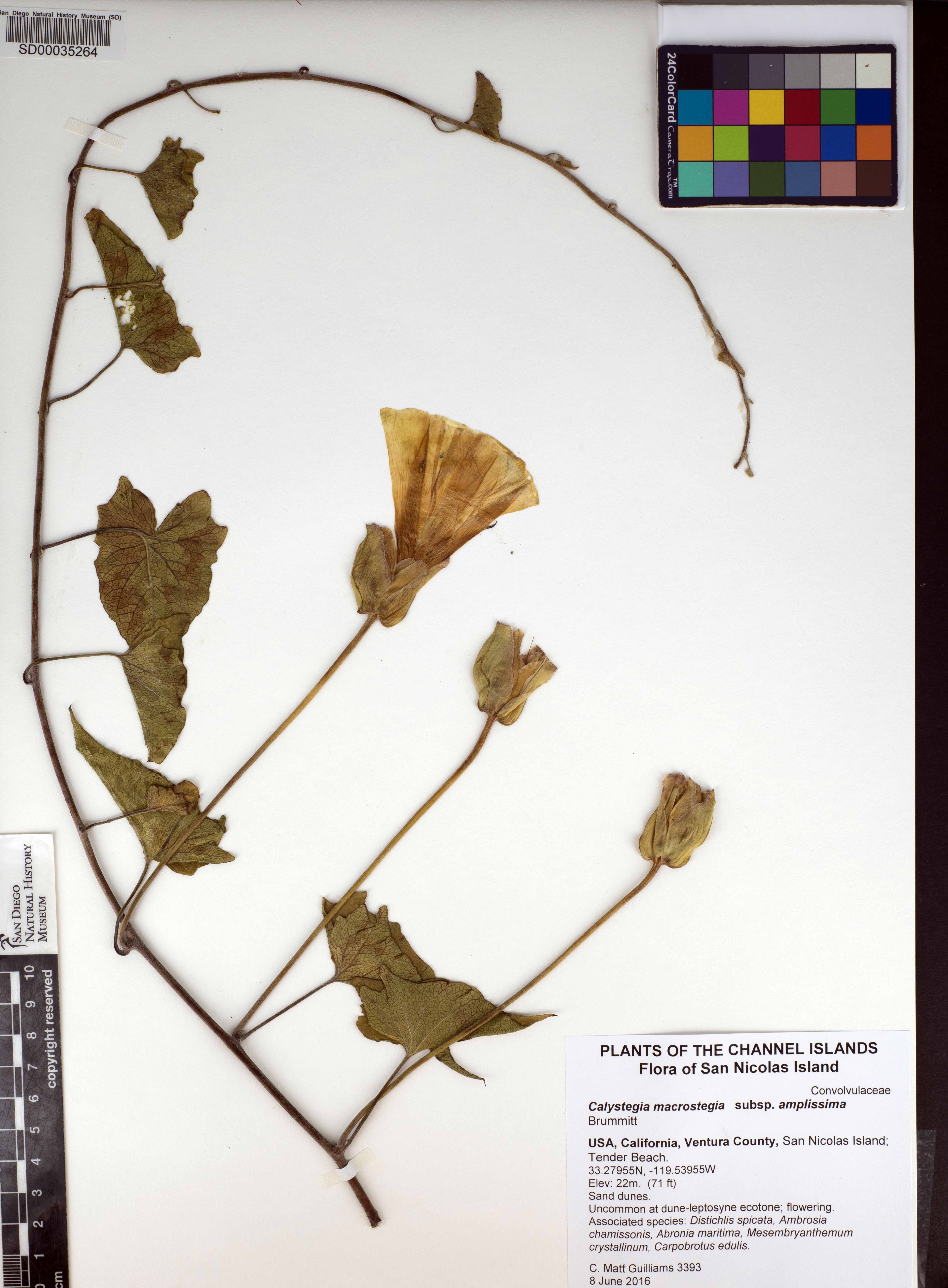 Calystegia macrostegia subsp. amplissima image