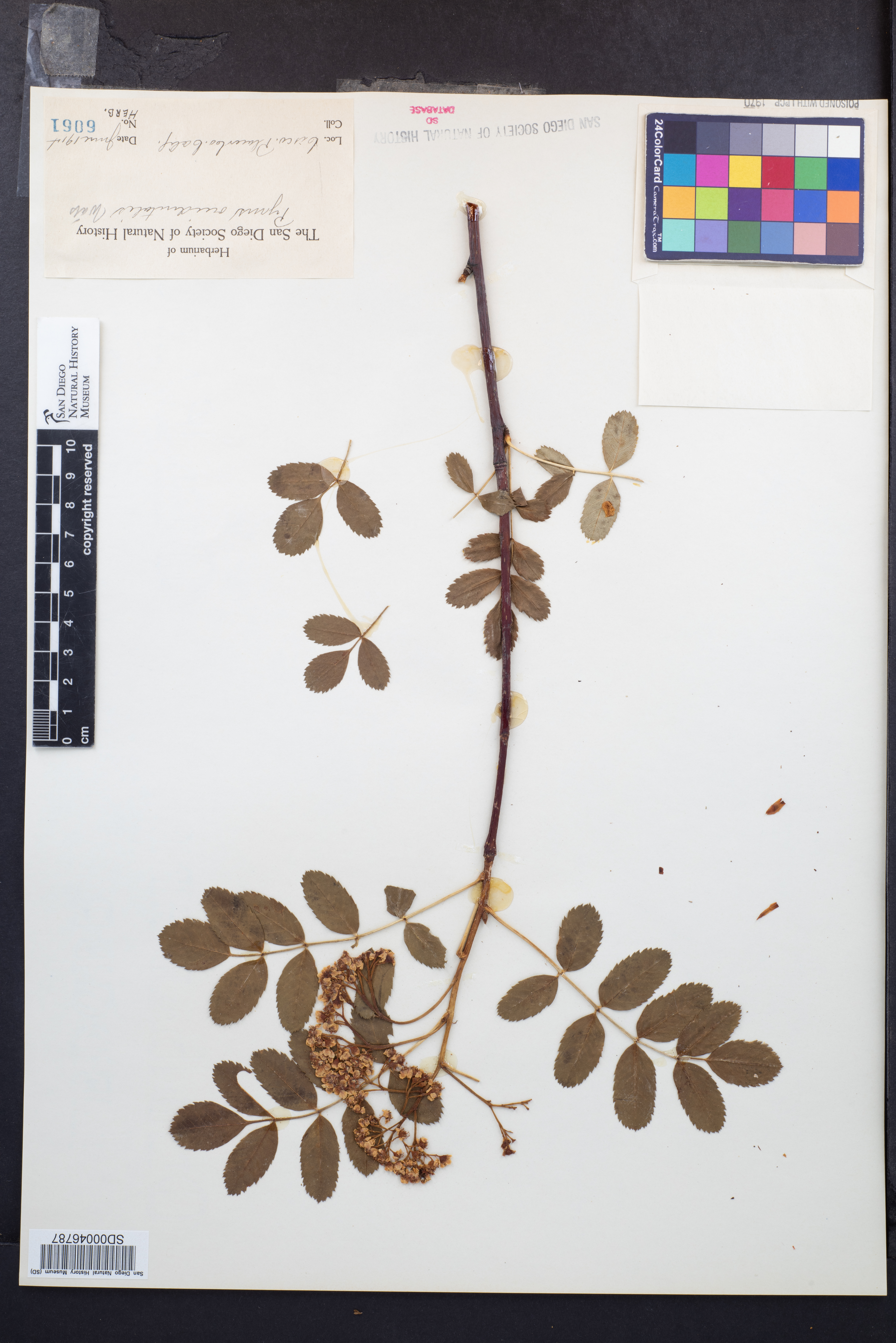 Sorbus occidentalis image