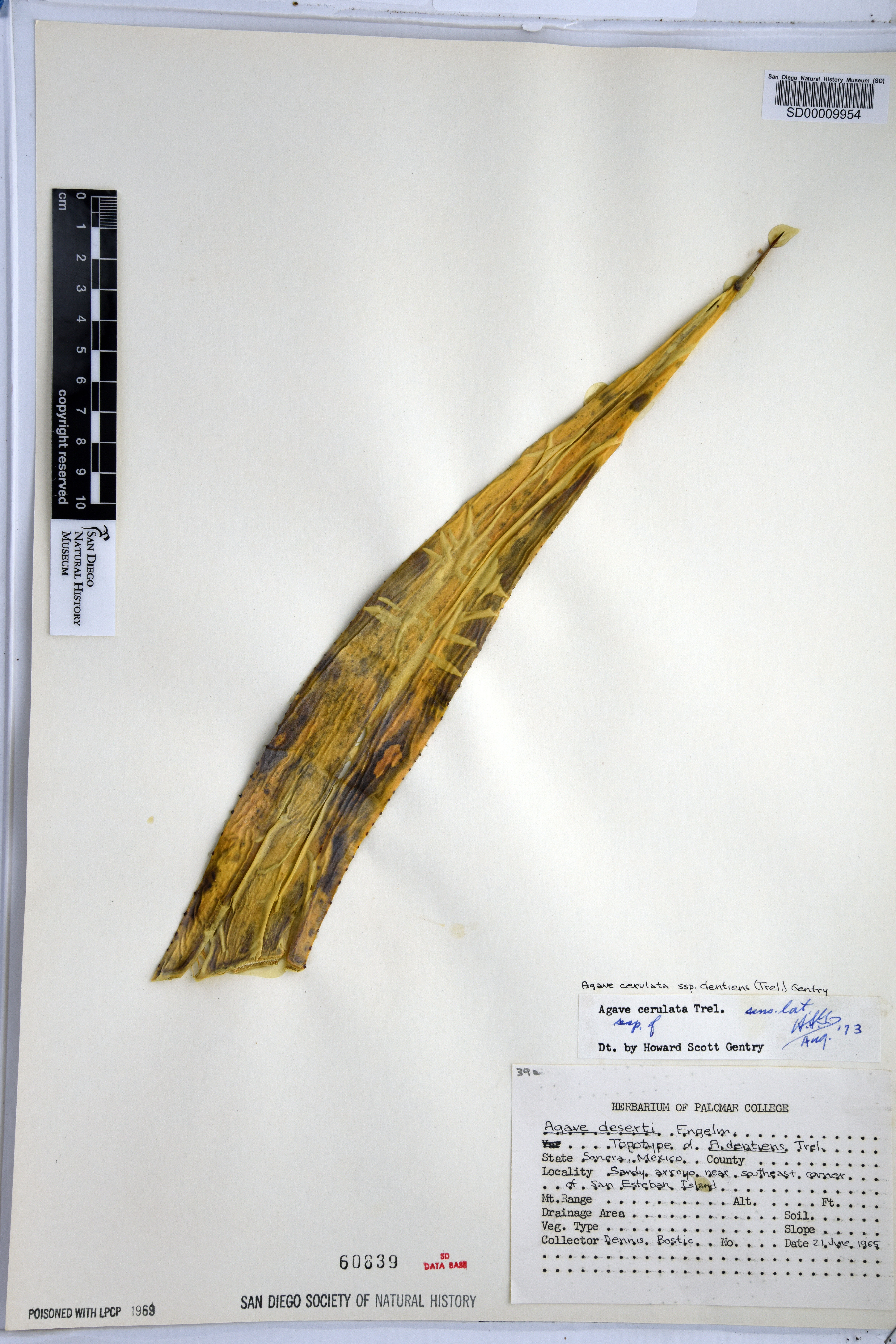 Agave cerulata subsp. dentiens image