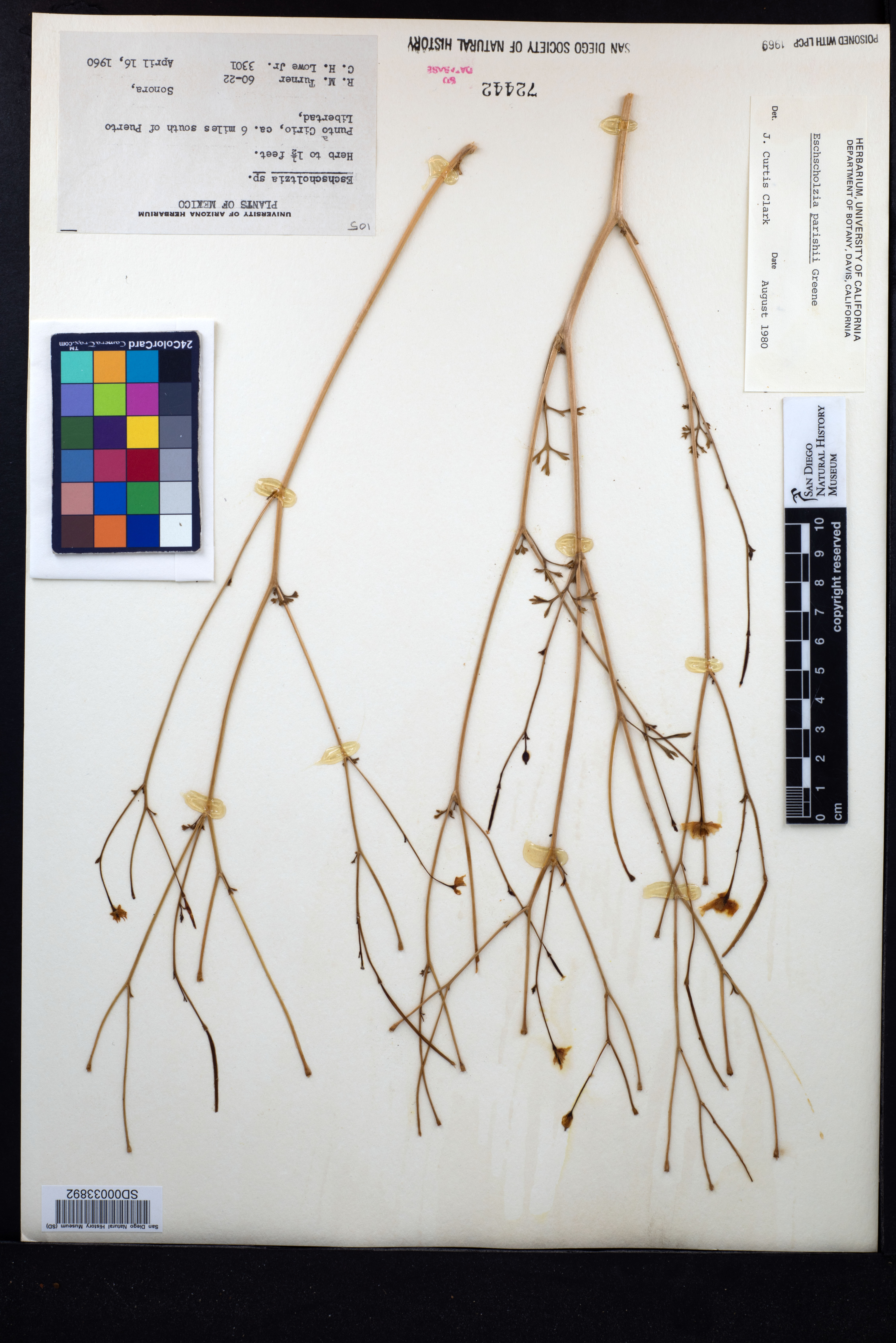 Eschscholzia parishii image