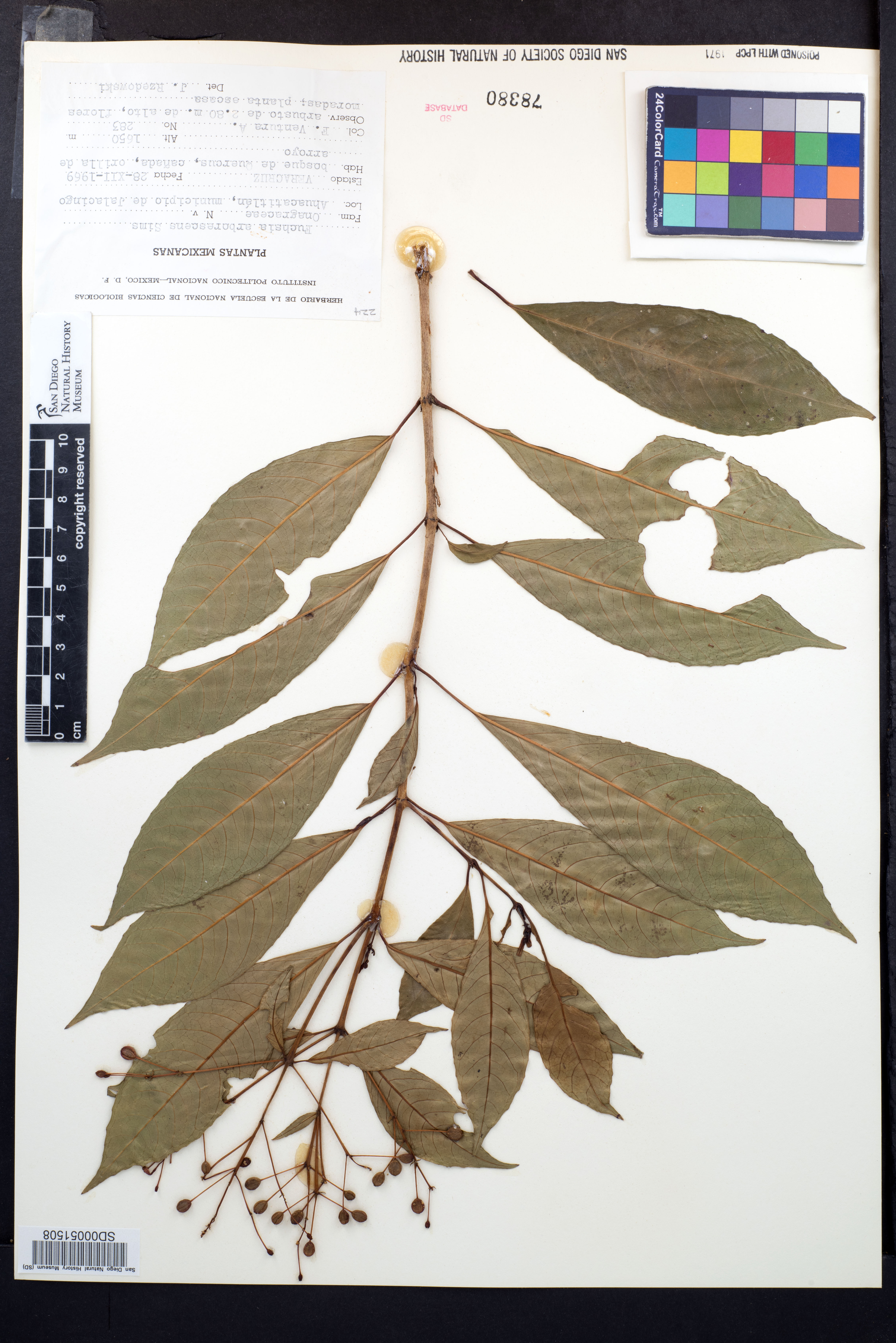 Fuchsia paniculata subsp. paniculata image