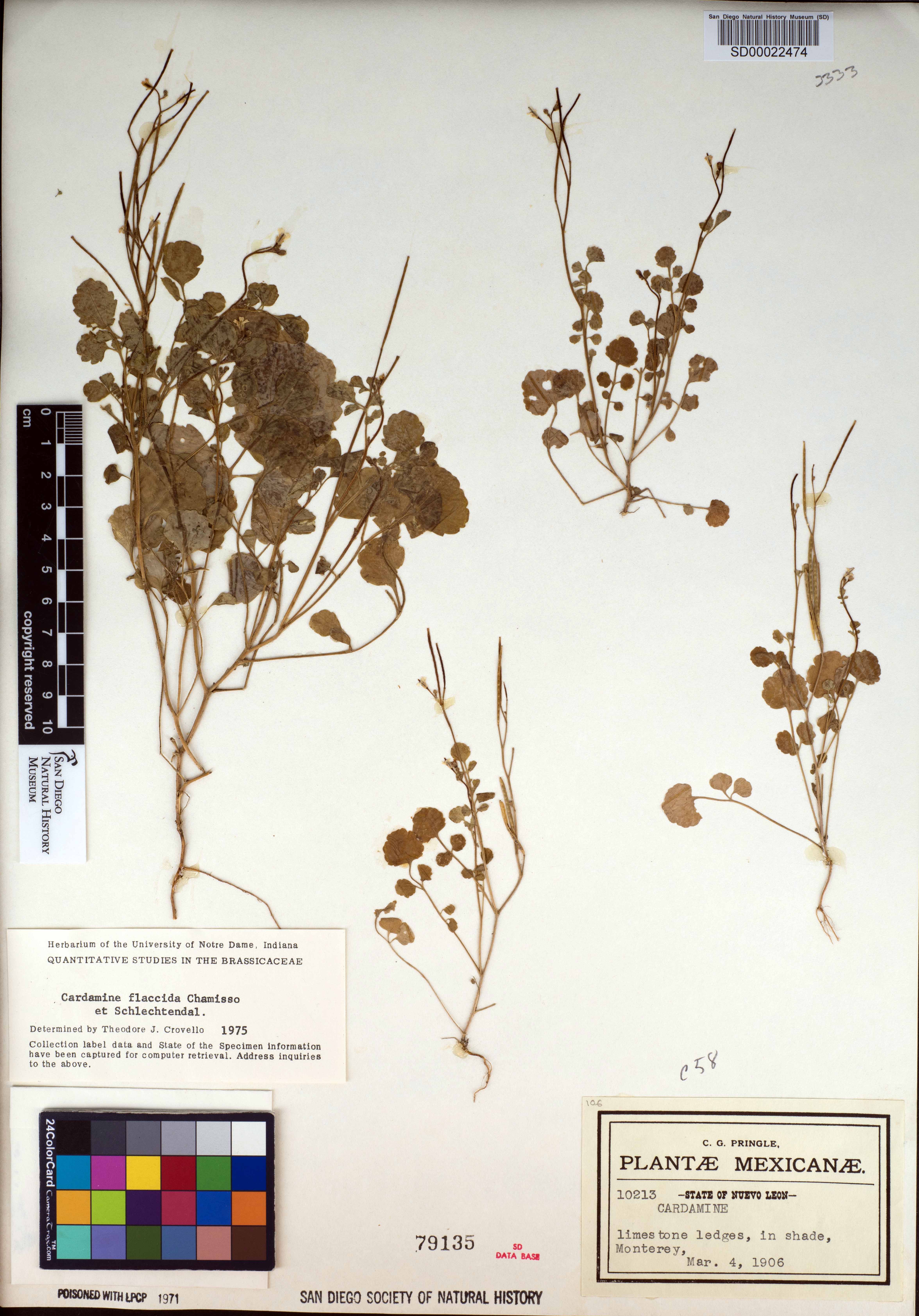 Cardamine flaccida image