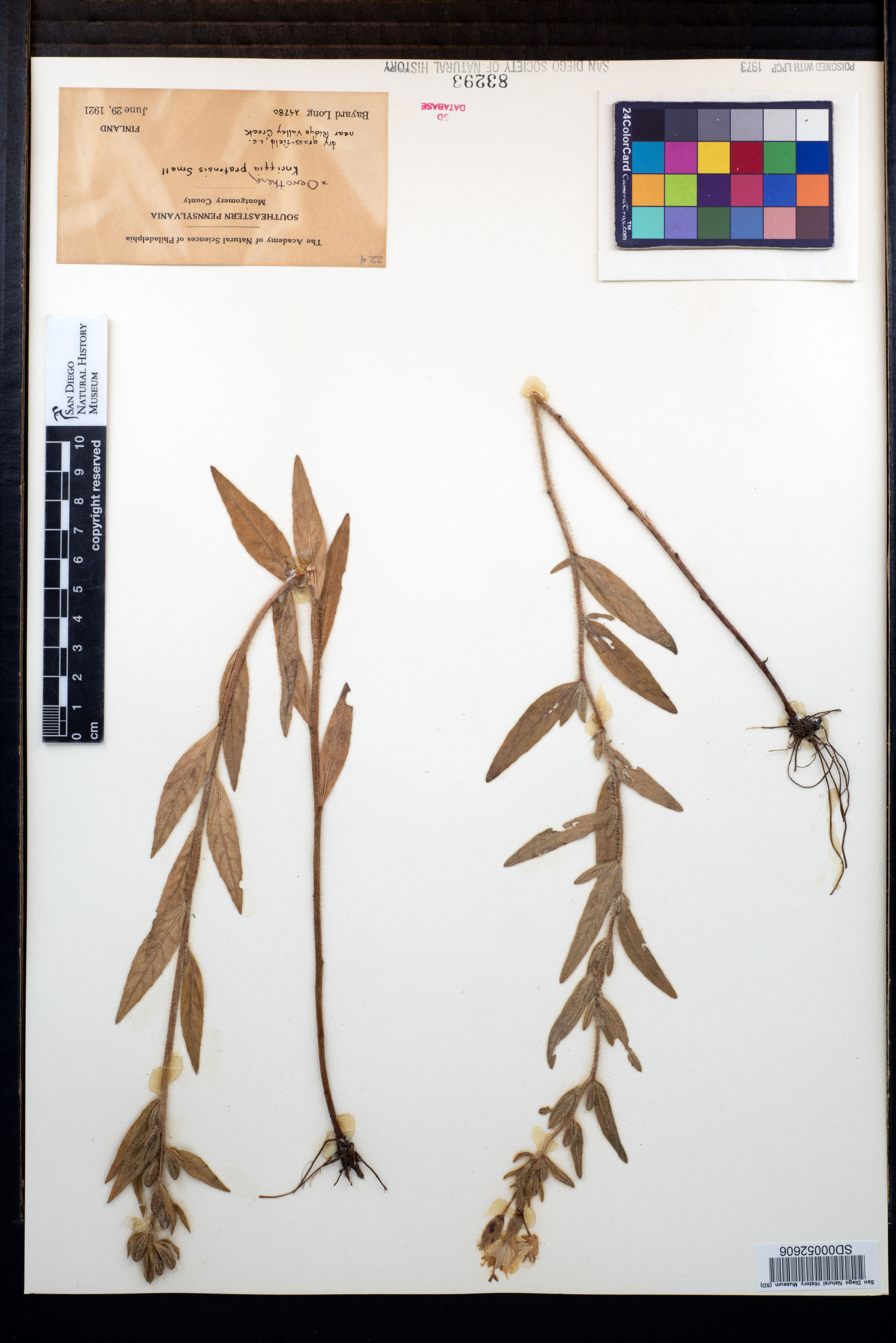 Oenothera pratensis image