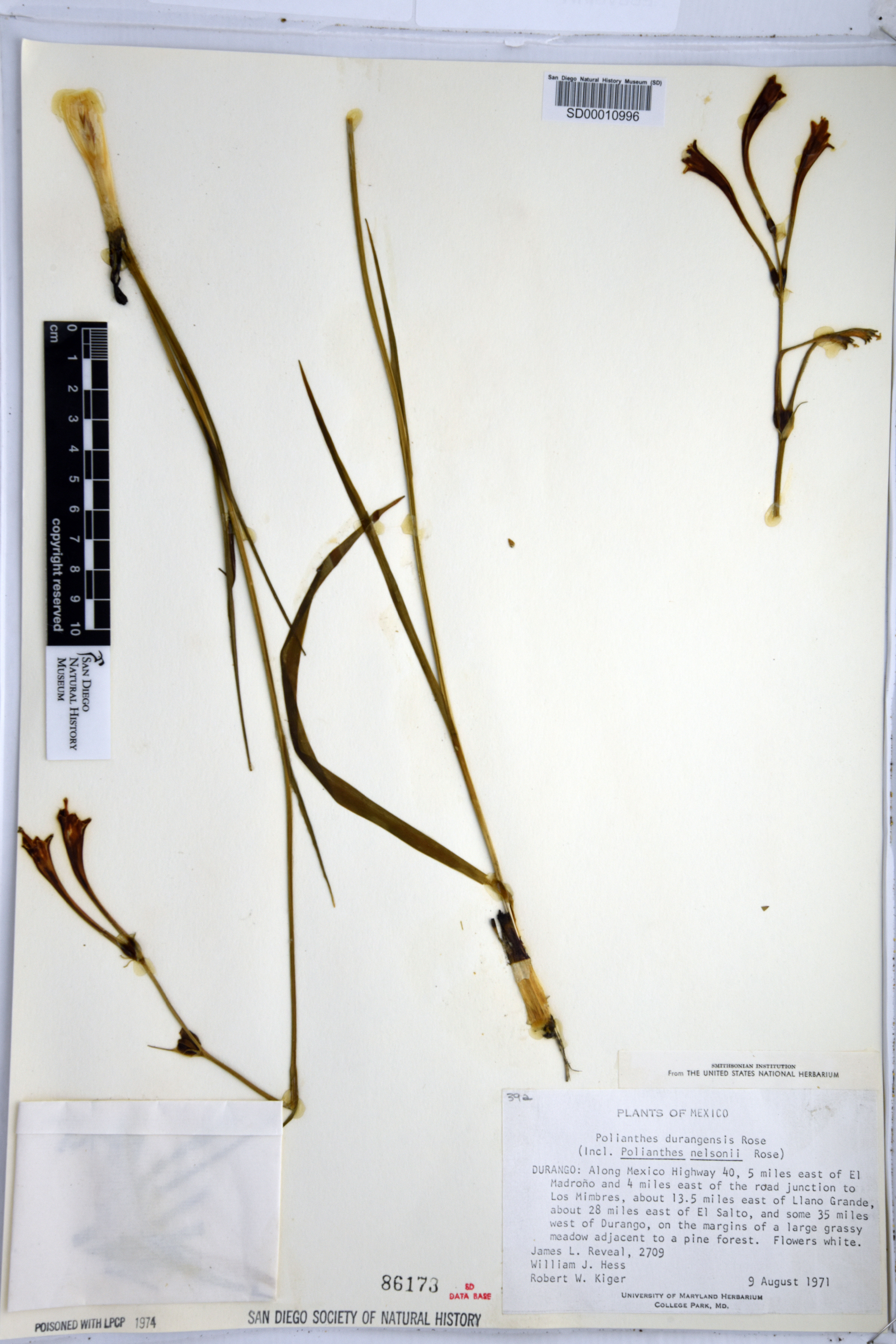 Agave palustris image