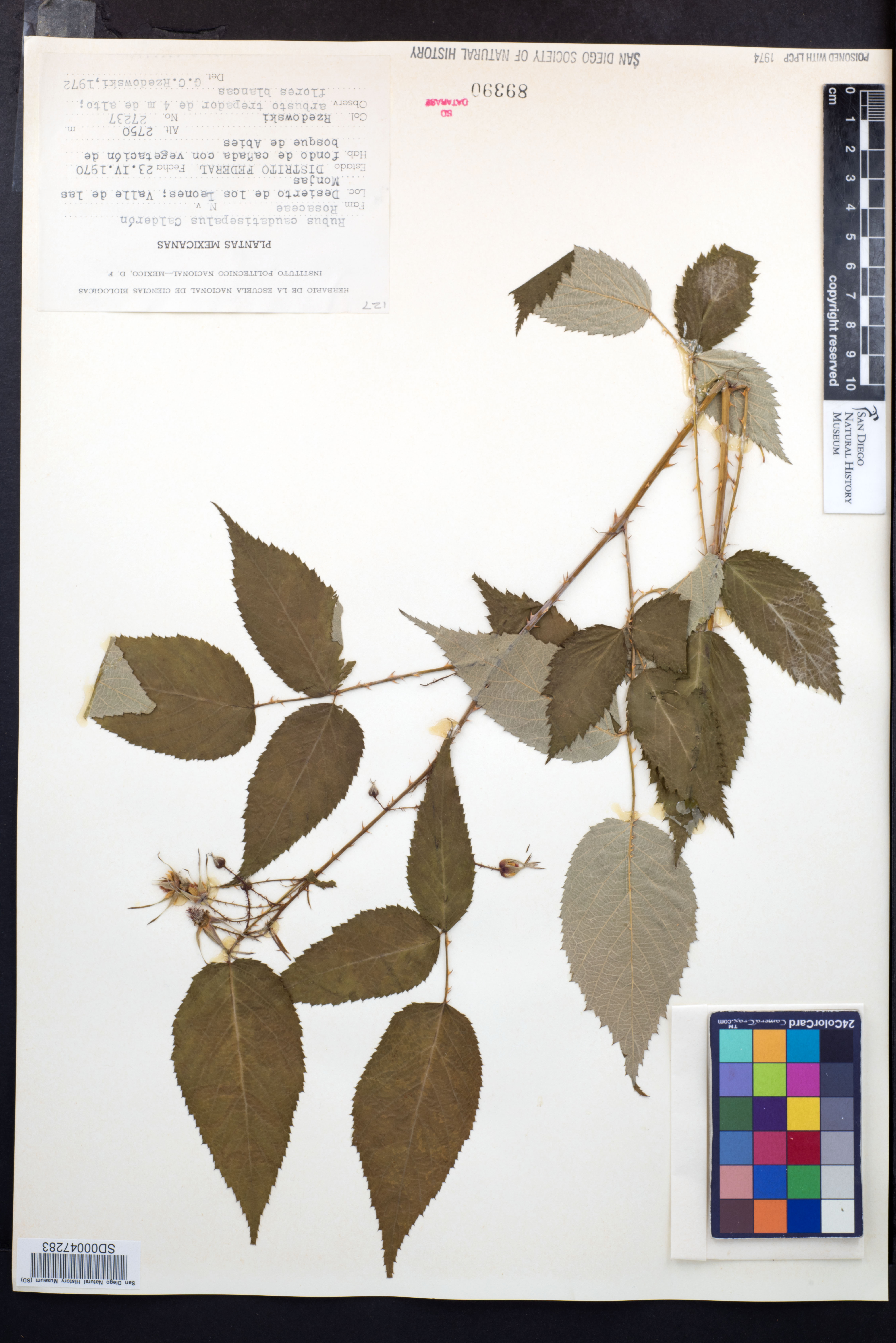 Rubus caudatisepalus image