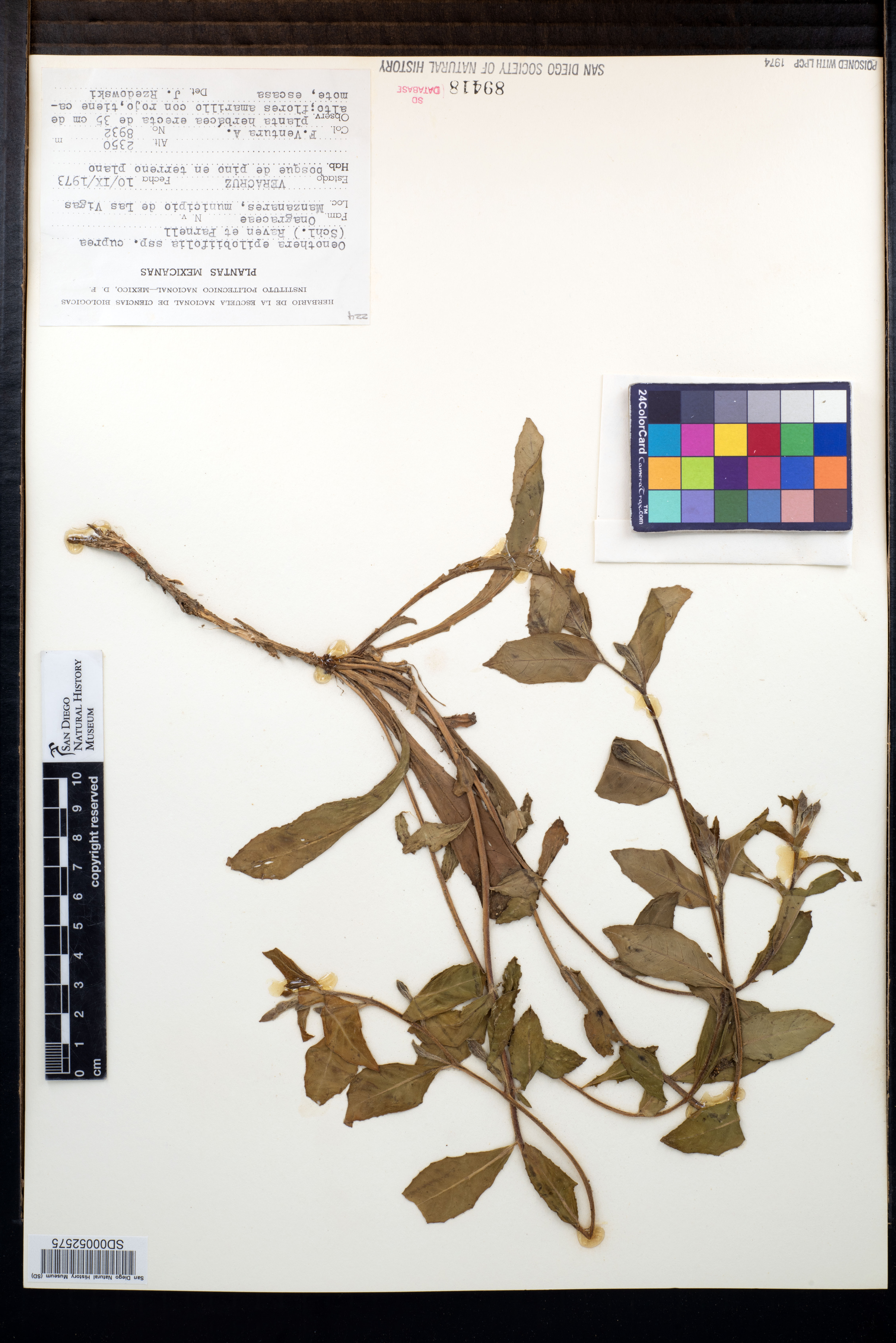 Oenothera epilobiifolia image