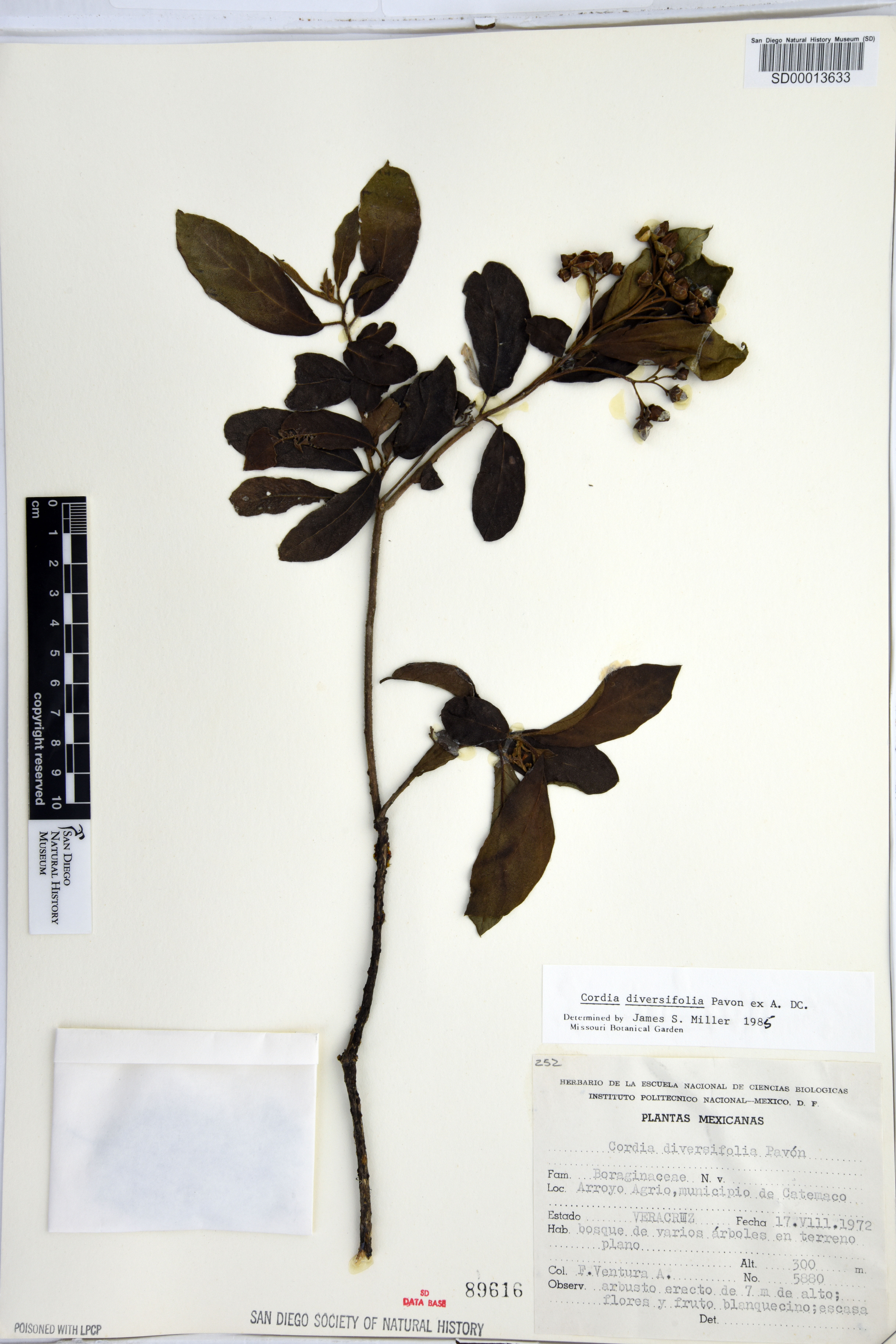 Cordia diversifolia image