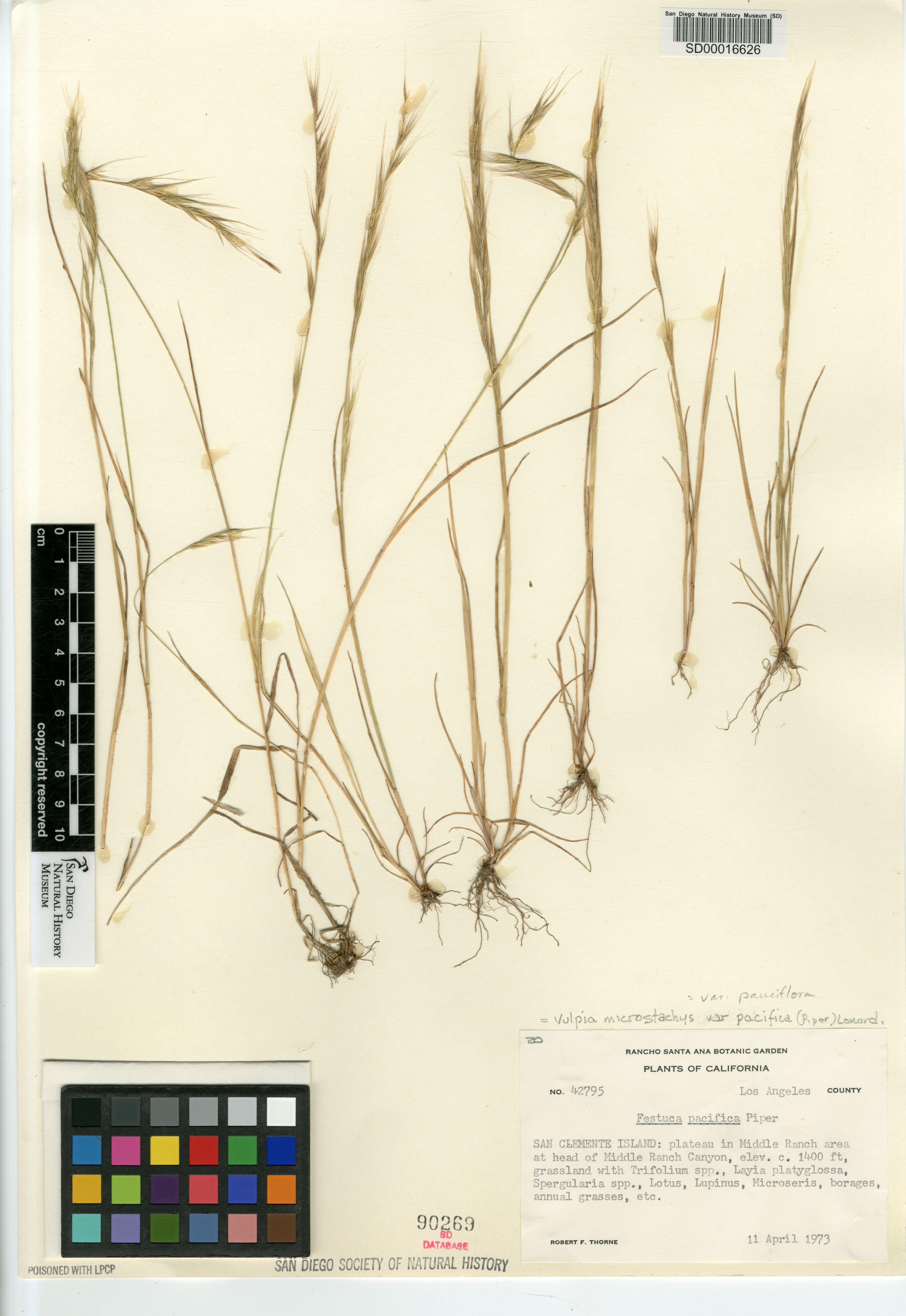 Vulpia microstachys var. microstachys image