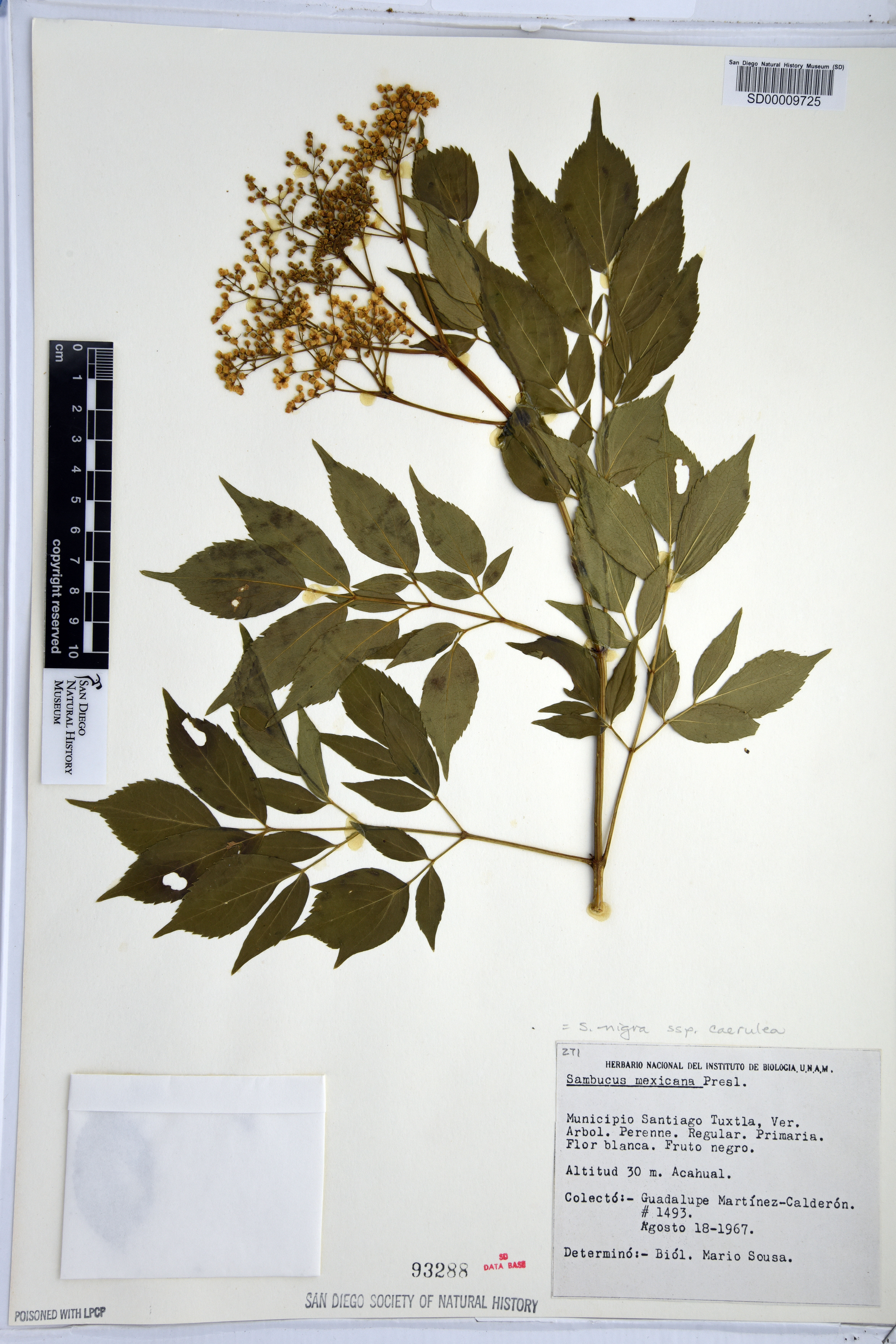 Sambucus caerulea image