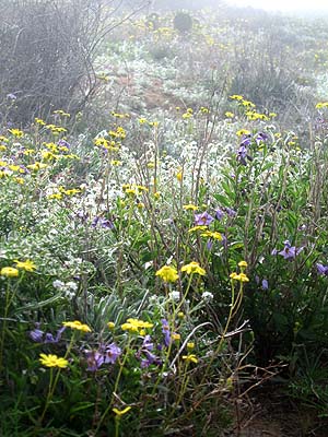 SDNHM Phenology project
