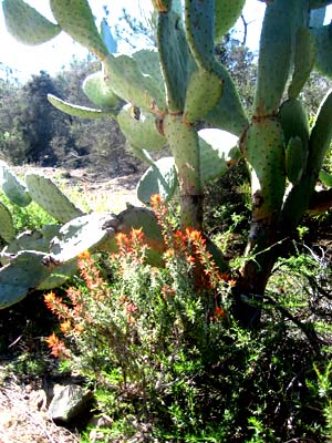 SDNHM Phenology project