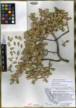 Quercus cornelius-mulleri image
