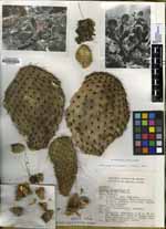 Opuntia spinulifera image