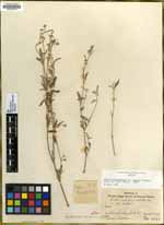 Croton californicus var. tenuis image