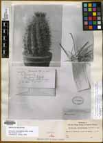 Ferocactus peninsulae subsp. townsendianus image