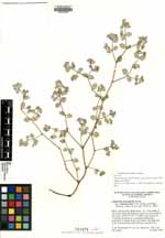 Euphorbia leucophylla image
