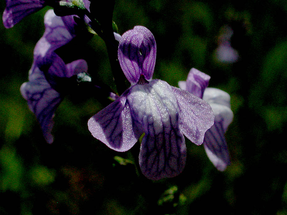Linaria canadensis; Photo # 102
by Kenneth L. Bowles
