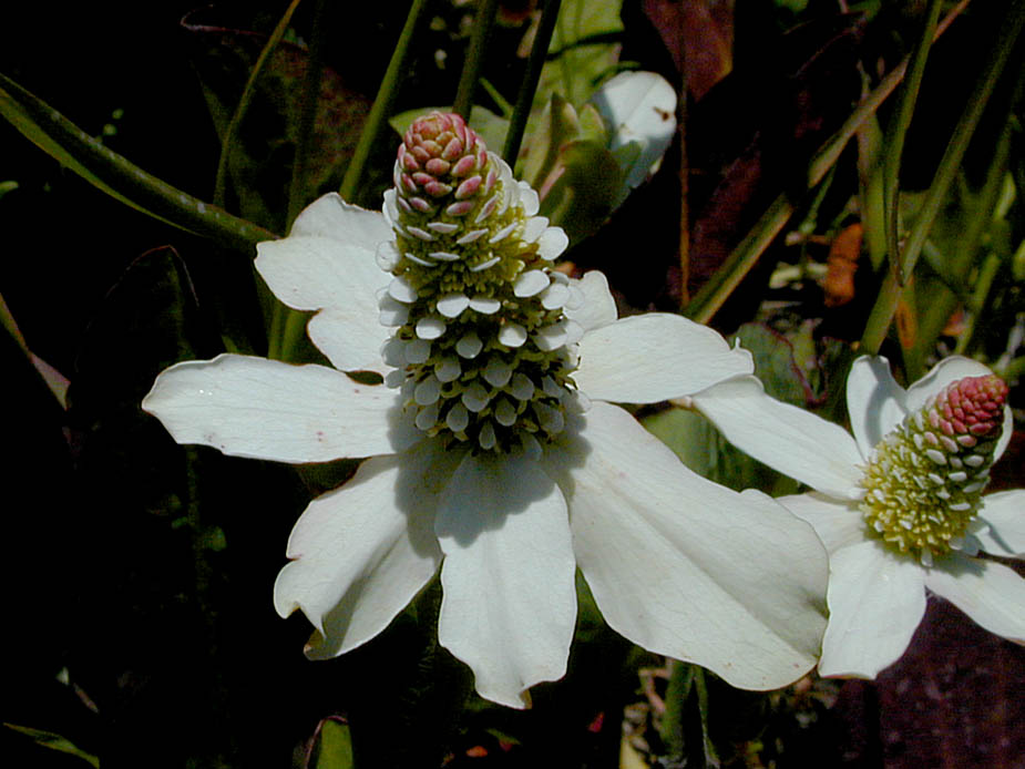 Anemopsis californica; Photo # 104
by Kenneth L. Bowles