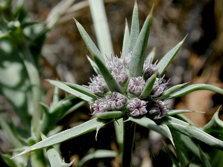 Eryngium aristulatum var. parishii; Photo # 107
by Kenneth L. Bowles