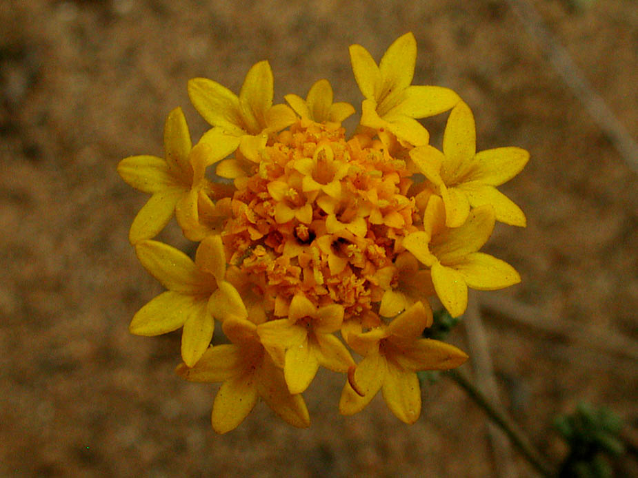 Chaenactis gabriuscula var orcuttiana; Photo # 111
by Kenneth L. Bowles