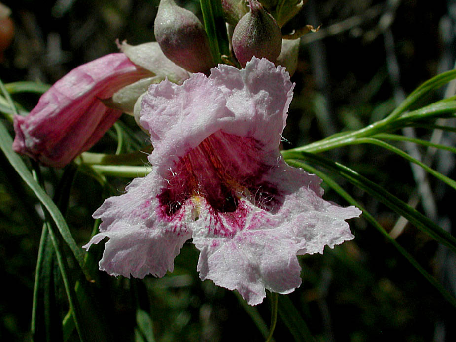 Chilopsis linearis ssp. arcuata; Photo # 112
by Kenneth L. Bowles