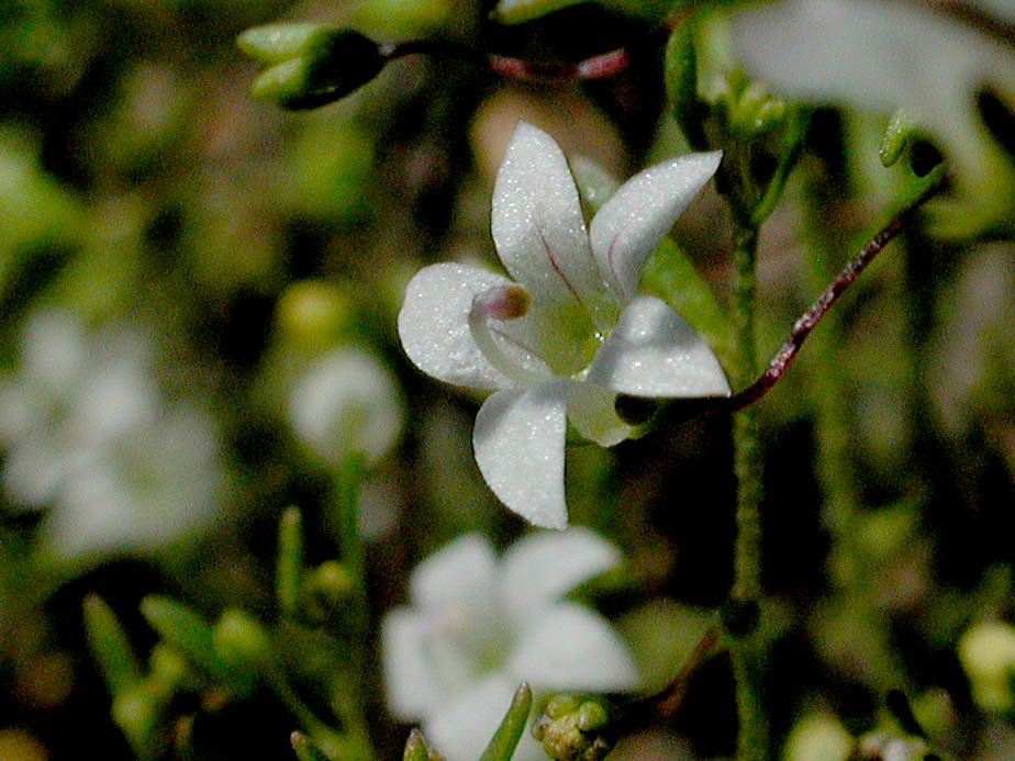 Nemacladus ramosissimus; Photo # 114
by Kenneth L. Bowles