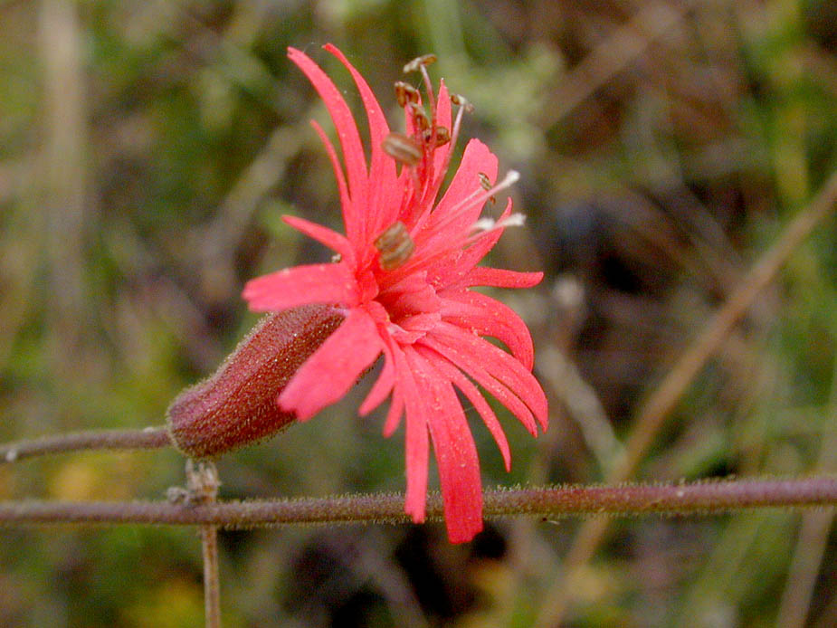 Silene laciniata ssp major; Photo # 117
by Kenneth L. Bowles