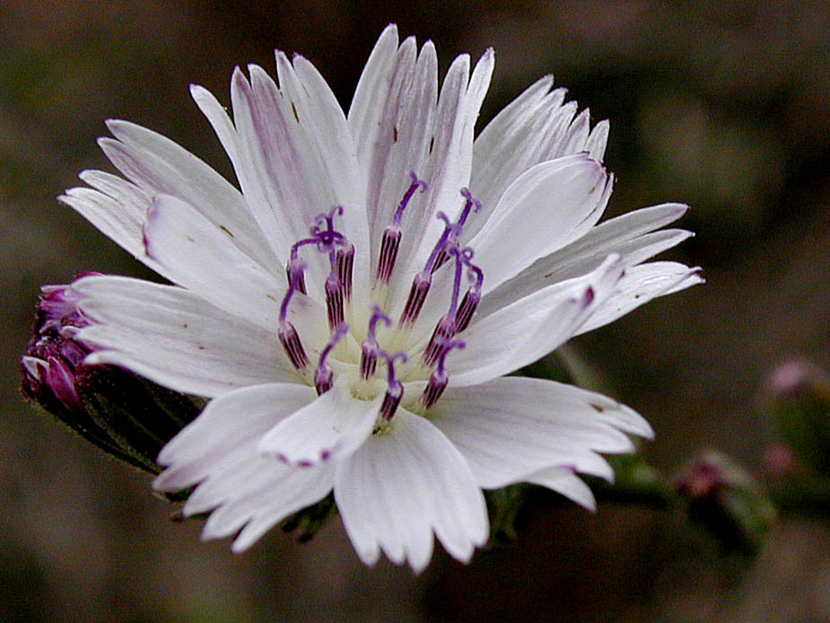 Stephanomeria diegensis; Photo # 12
by Kenneth L. Bowles