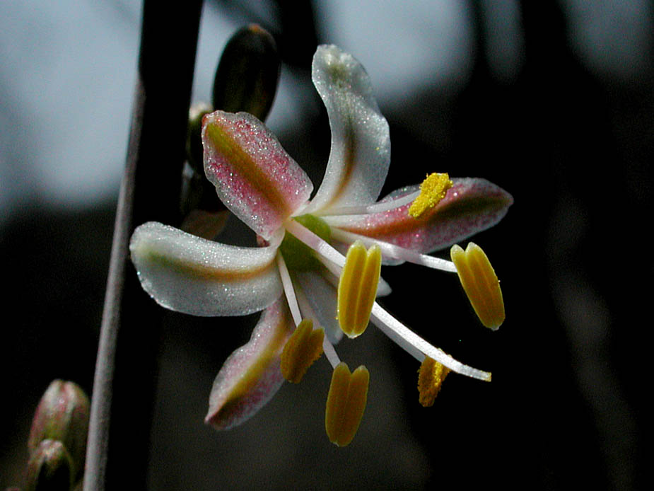Chlorogalum parviflorum; Photo # 124
by Kenneth L. Bowles