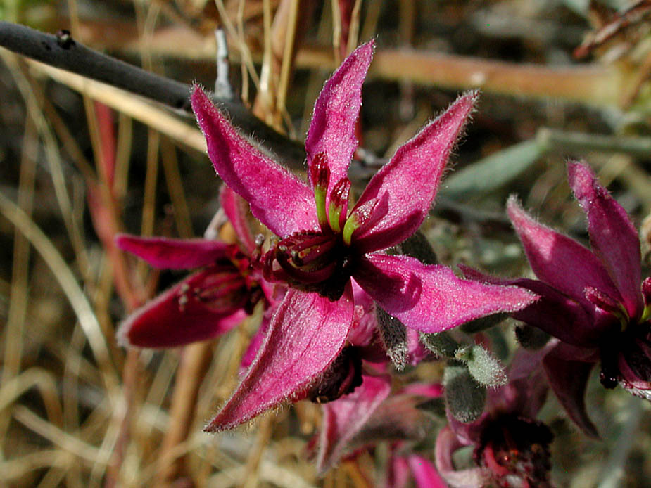 Krameria grayi; Photo # 127
by Kenneth L. Bowles