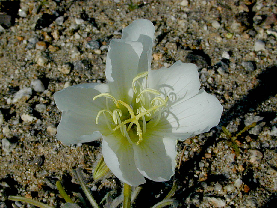 Oenothera deltoides; Photo # 134
by Kenneth L. Bowles