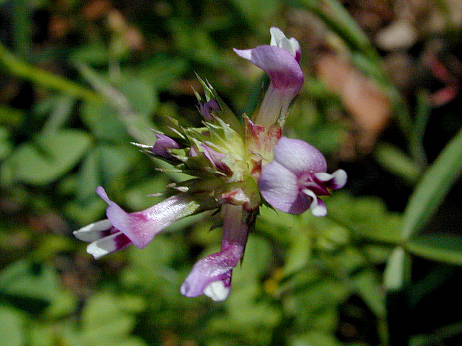 Trifolium willdenovii; Photo # 14
by Kenneth L. Bowles