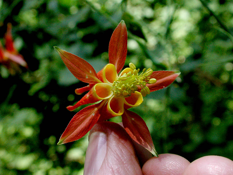 Aquilegia formosa; Photo # 141
by Kenneth L. Bowles