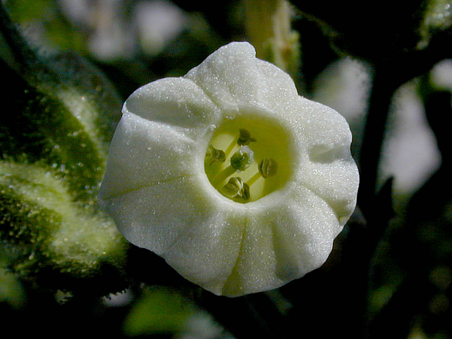 Nicotiana obtusifolia; Photo # 144
by Kenneth L. Bowles