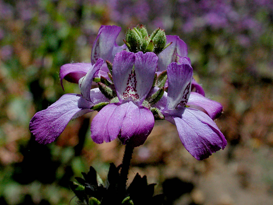 Collinsia concolor; Photo # 146
by Kenneth L. Bowles